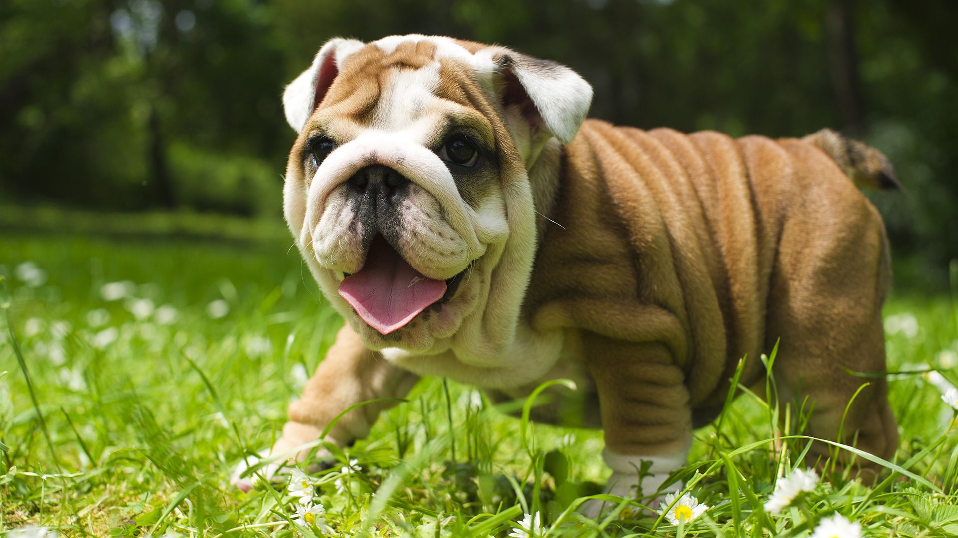 1920x1080 British Bulldog HD Wallpaper