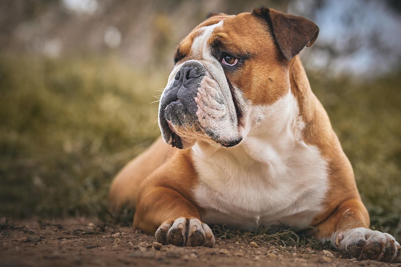 1280x853 Free British Bulldog & English Bulldog Image