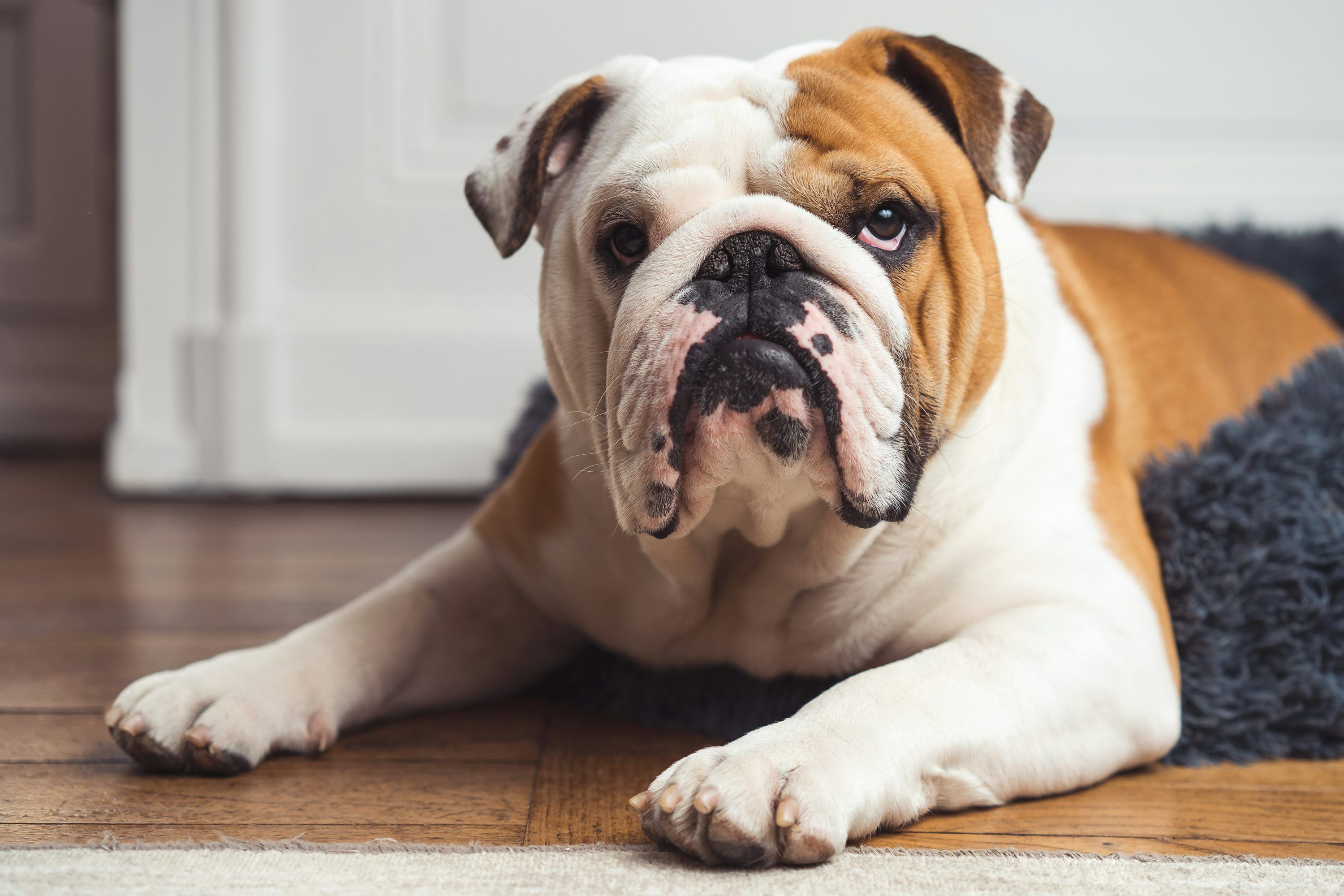 3000x2000 English Bulldog Picture. Download Free Image