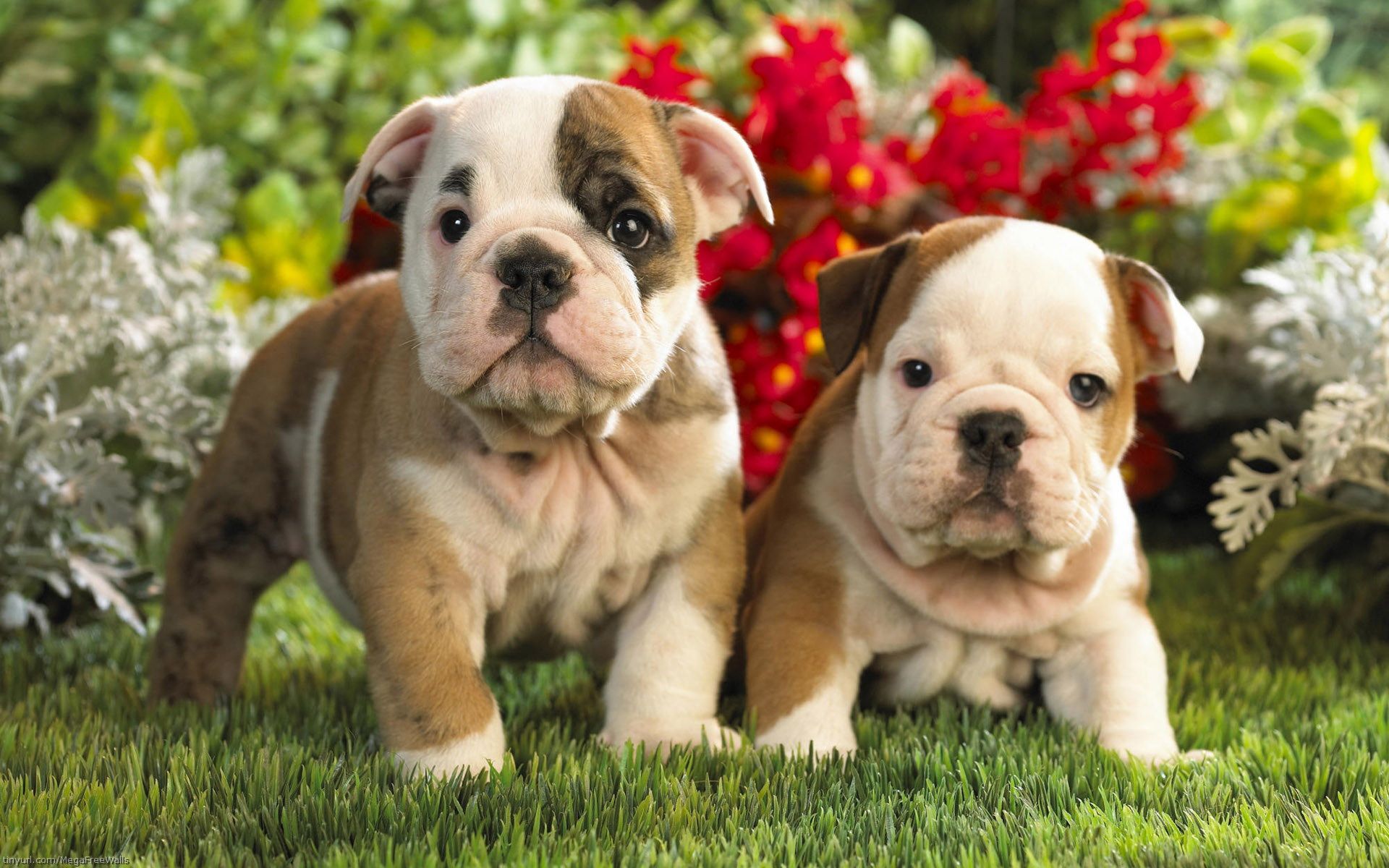 1920x1200 Adorable English Bulldog Puppies Wallpaper