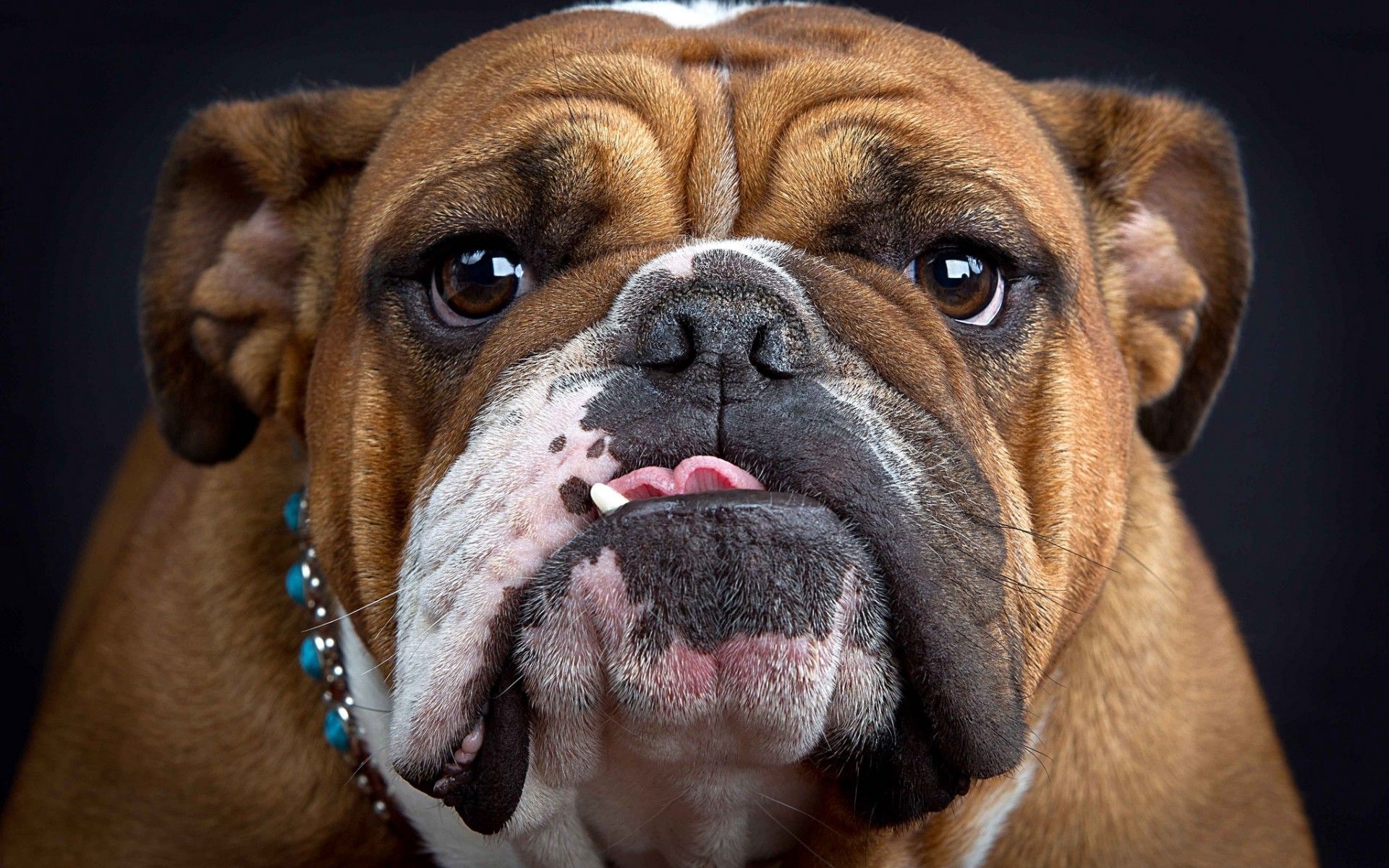 1920x1200 Regal English Bulldog