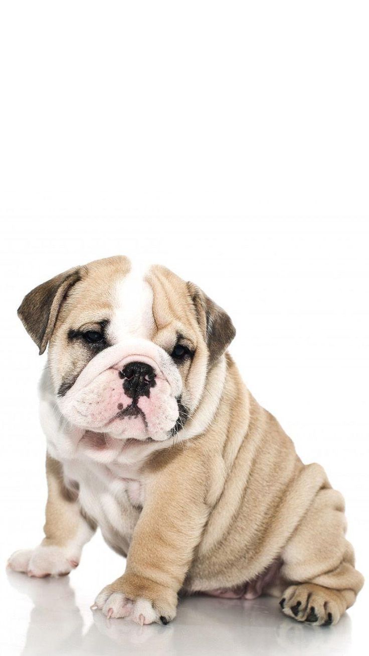 736x1309 Bulldogs Desktop Wallpaper 4k