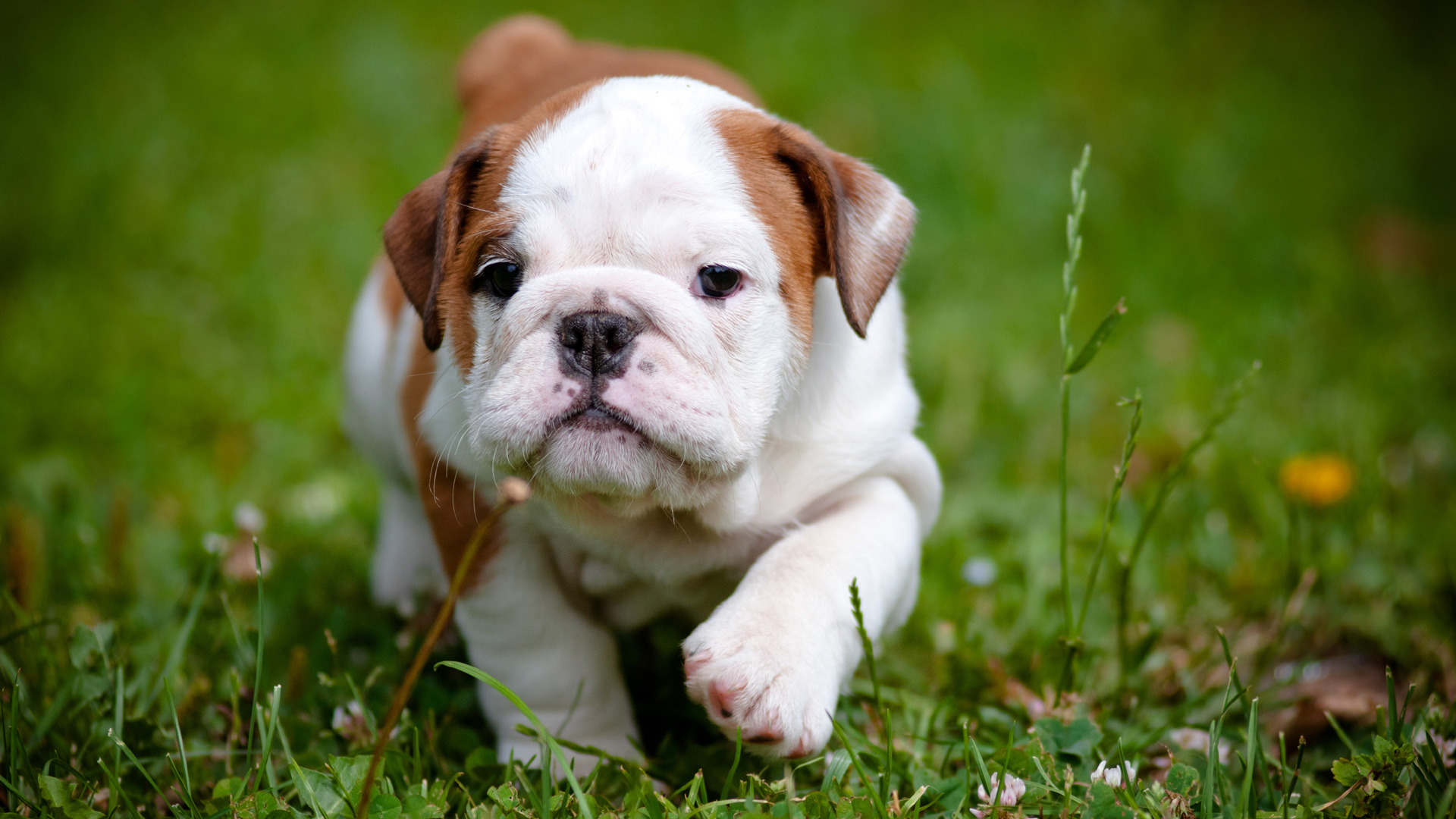 1920x1080 Bulldog Puppy, Cute, Grass, Walk）HD Dog Wallpaper