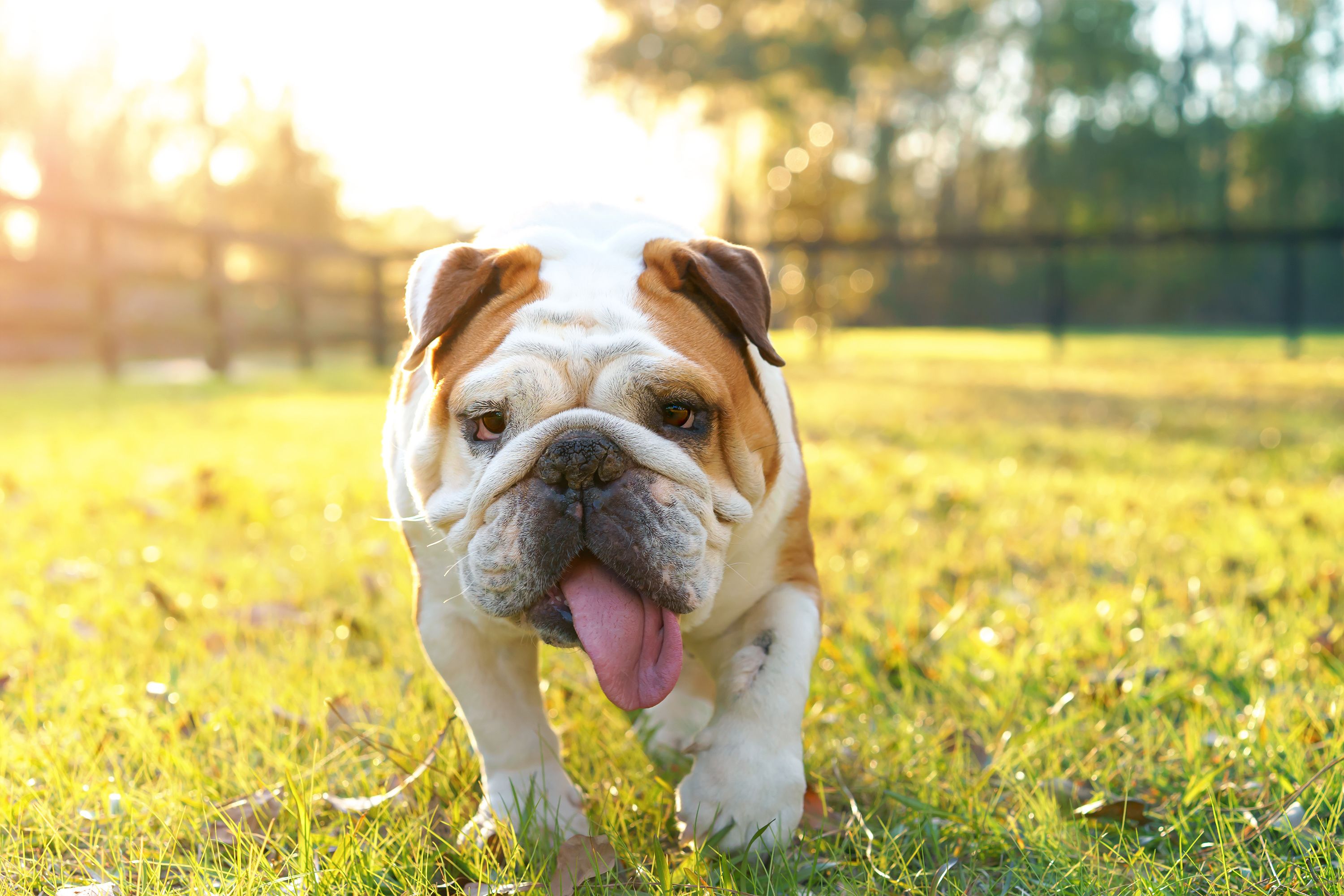 3000x2000 English Bulldog Picture and Image: Free HD Downloads