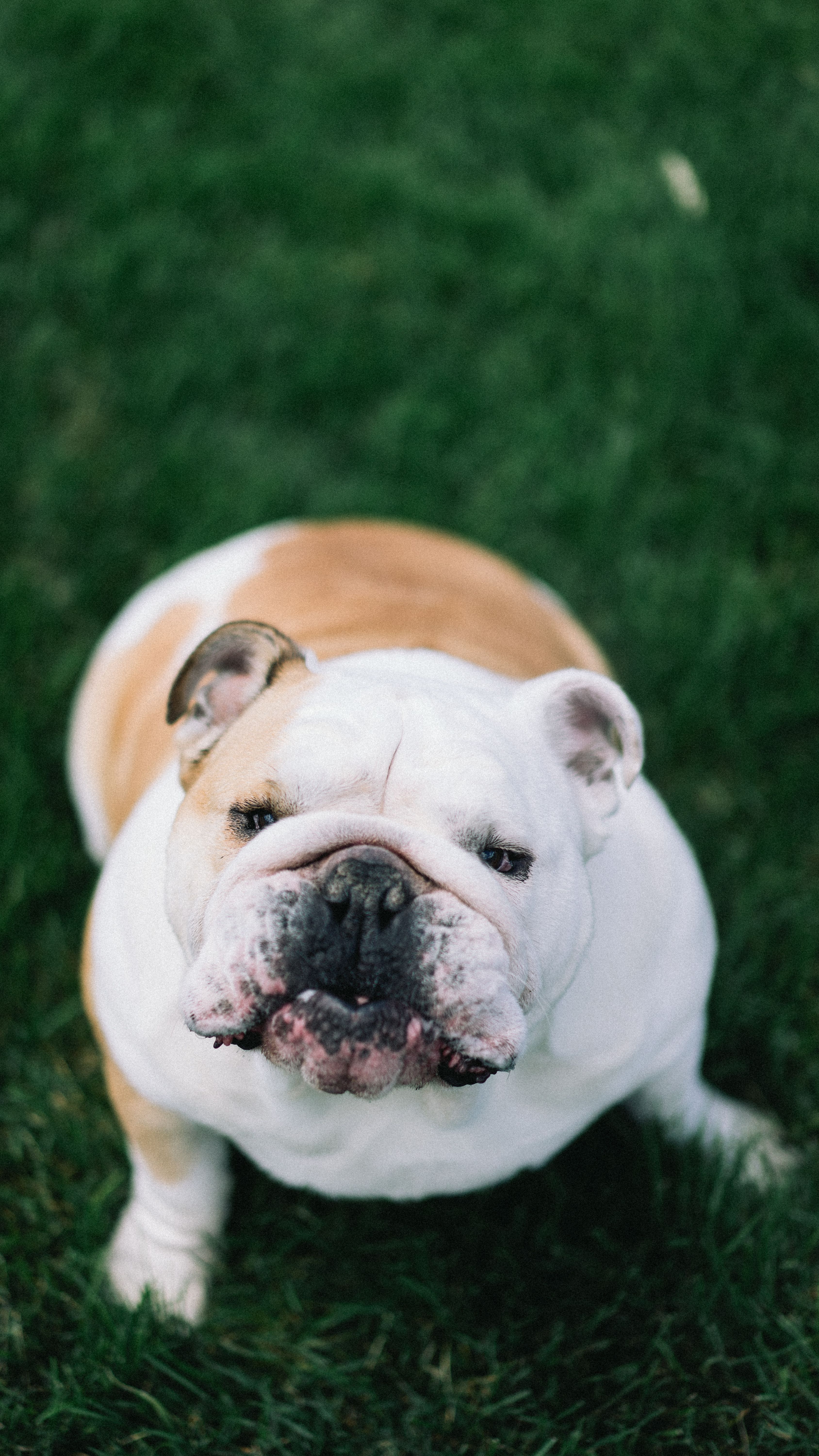 3376x6000 Bulldog on a Grass Lawn · Free