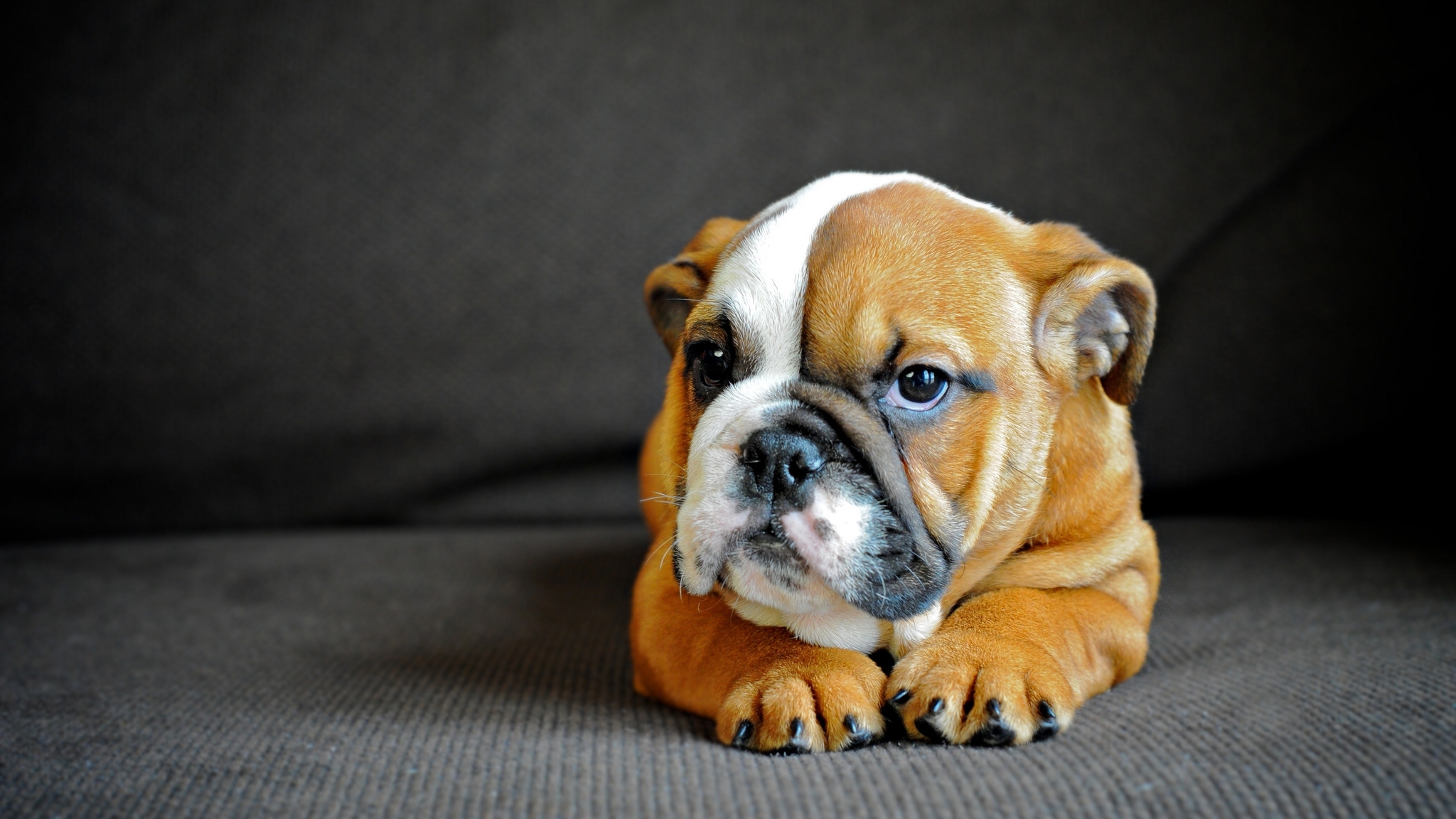 2048x1152 english bulldog, puppy, dog Wallpaper, HD Animals 4K Wallpaper, Image and Background