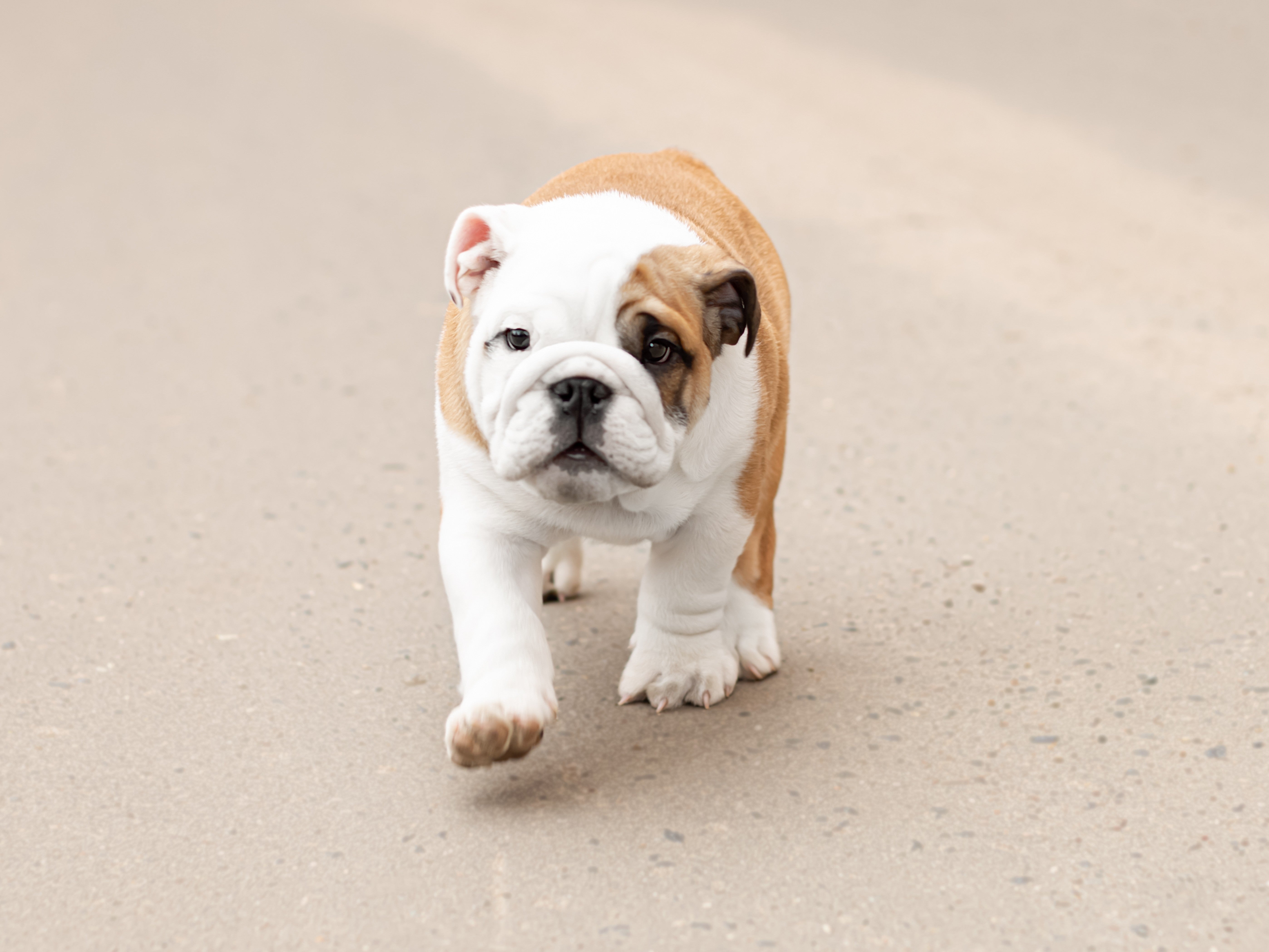 5590x4193 of the Absolute Cutest English Bulldog Puppies EVER (Updated 2026)