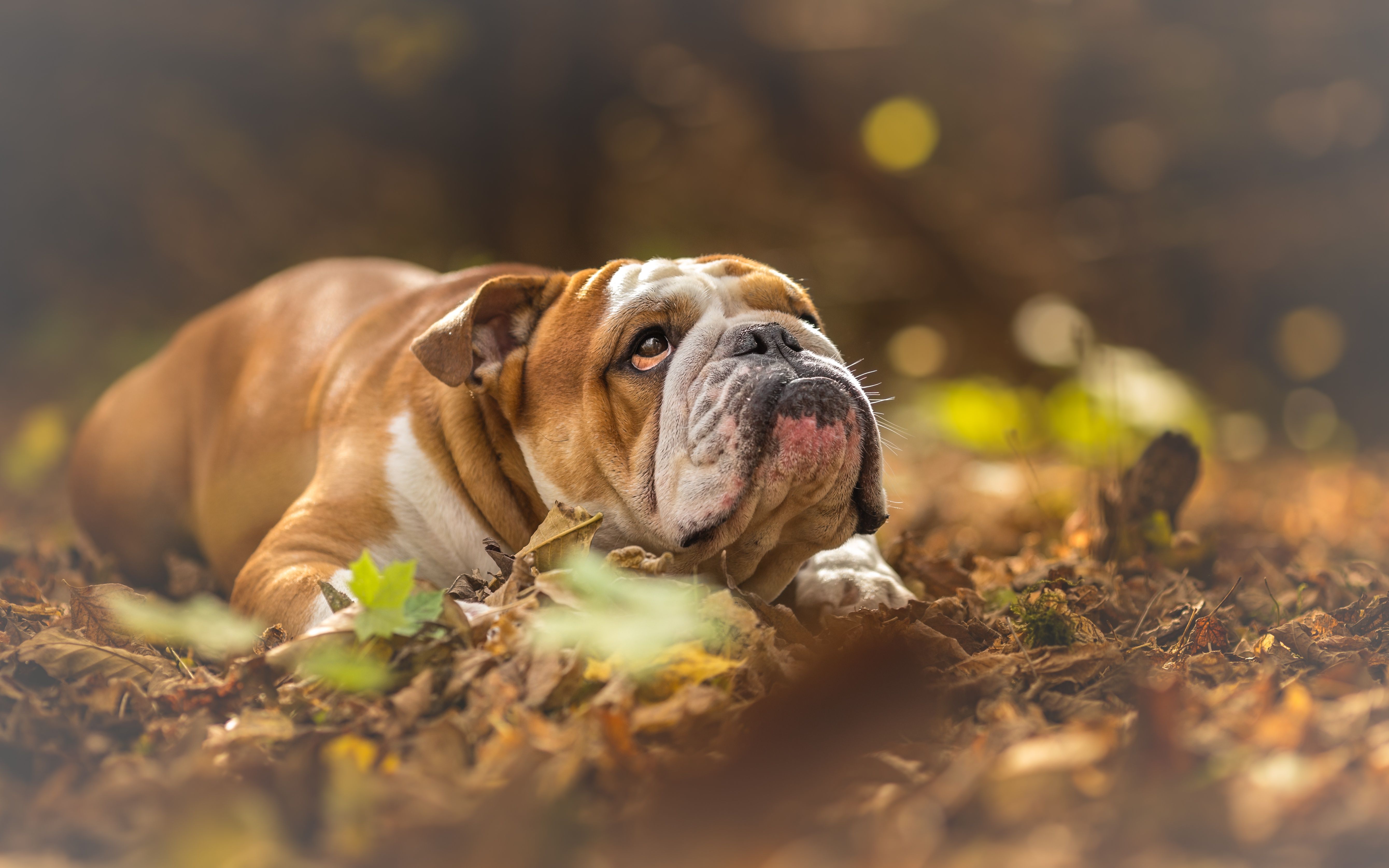 5360x3350 Download Dog Animal English Bulldog 4k Ultra HD Wallpaperx3350