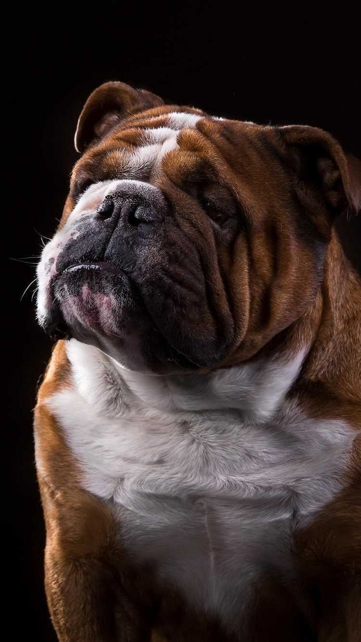 736x1309 4K Bulldog Wallpaper