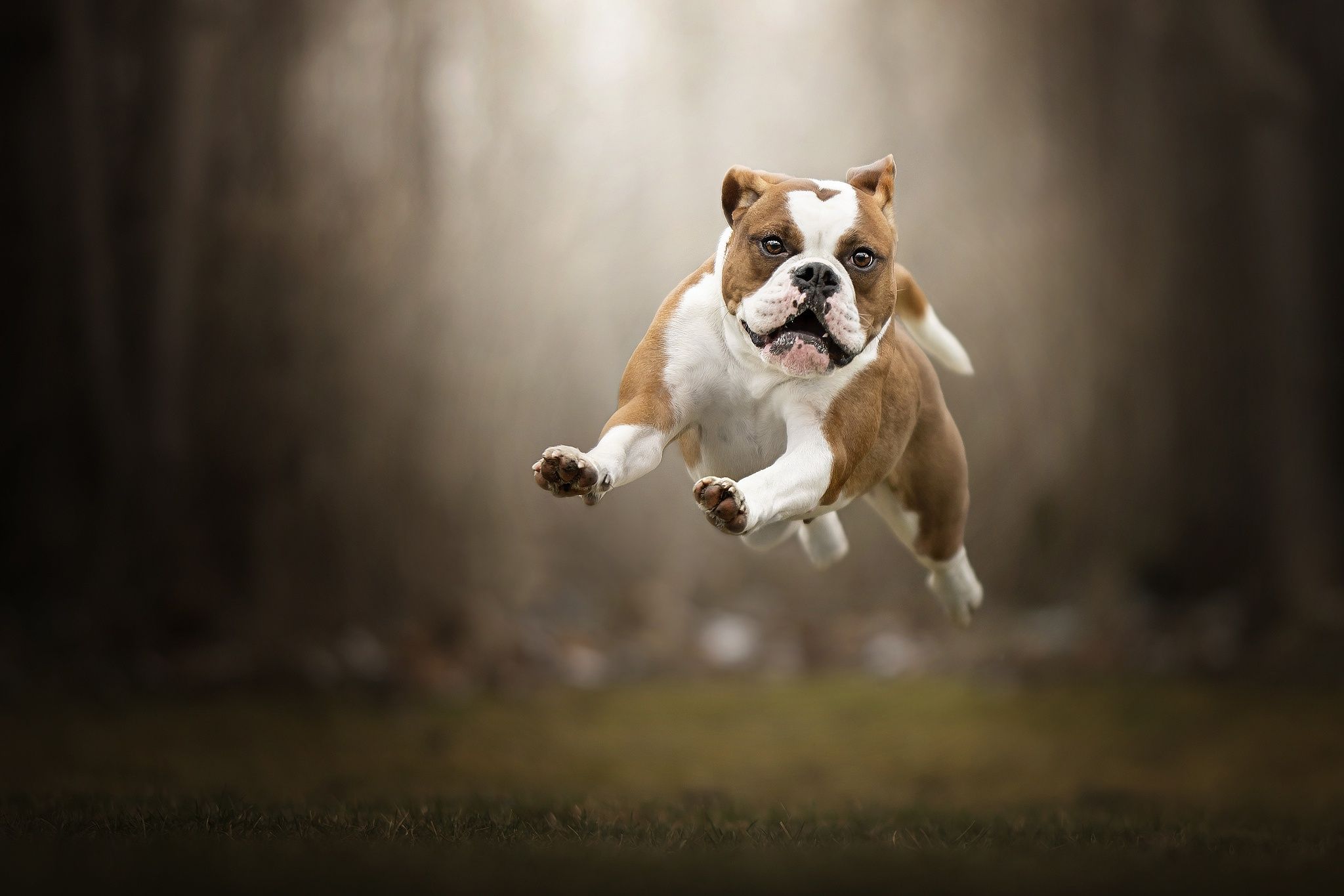 2048x1365 Leaping English Bulldog