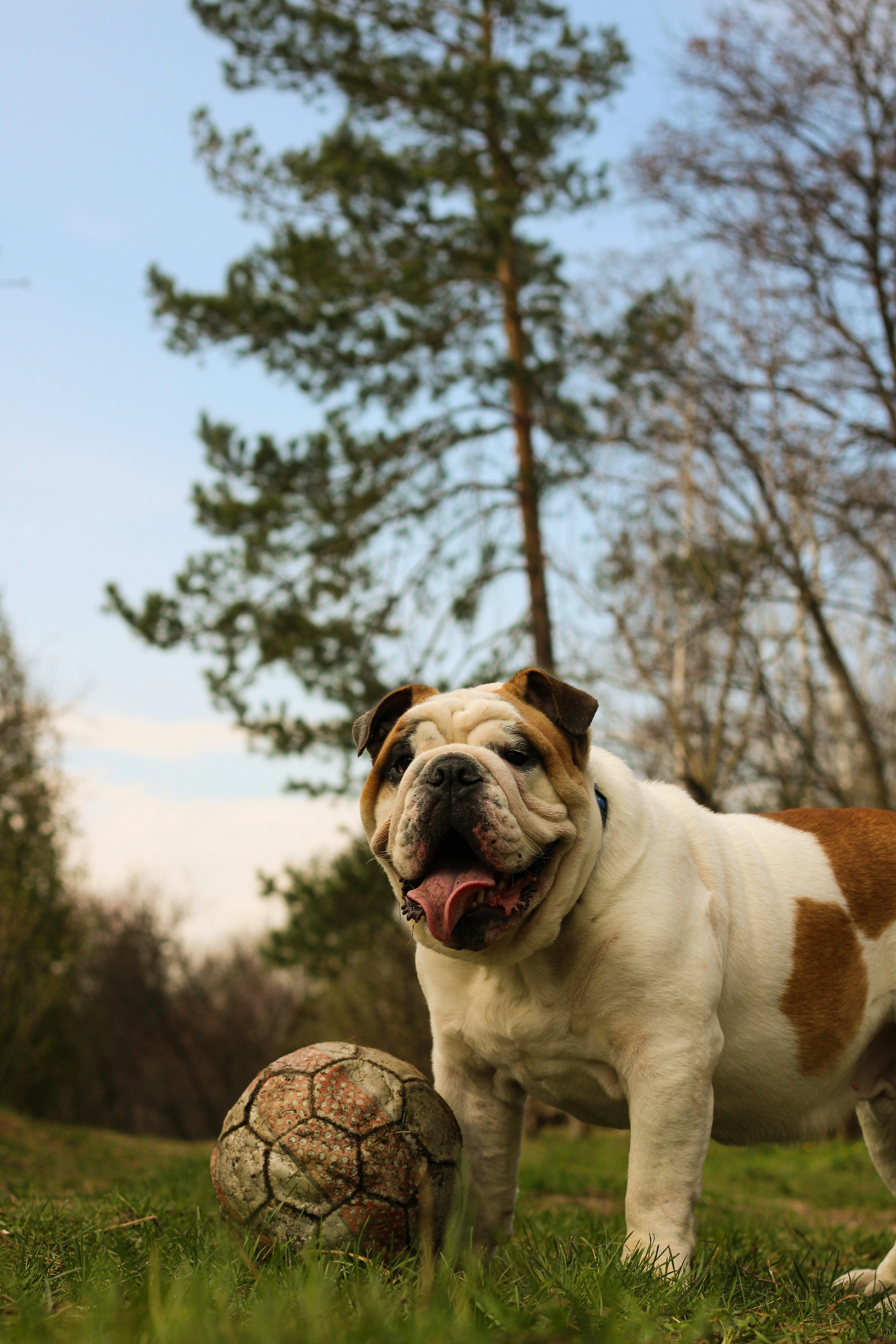 3000x4500 English Bulldog Picture. Download Free Image