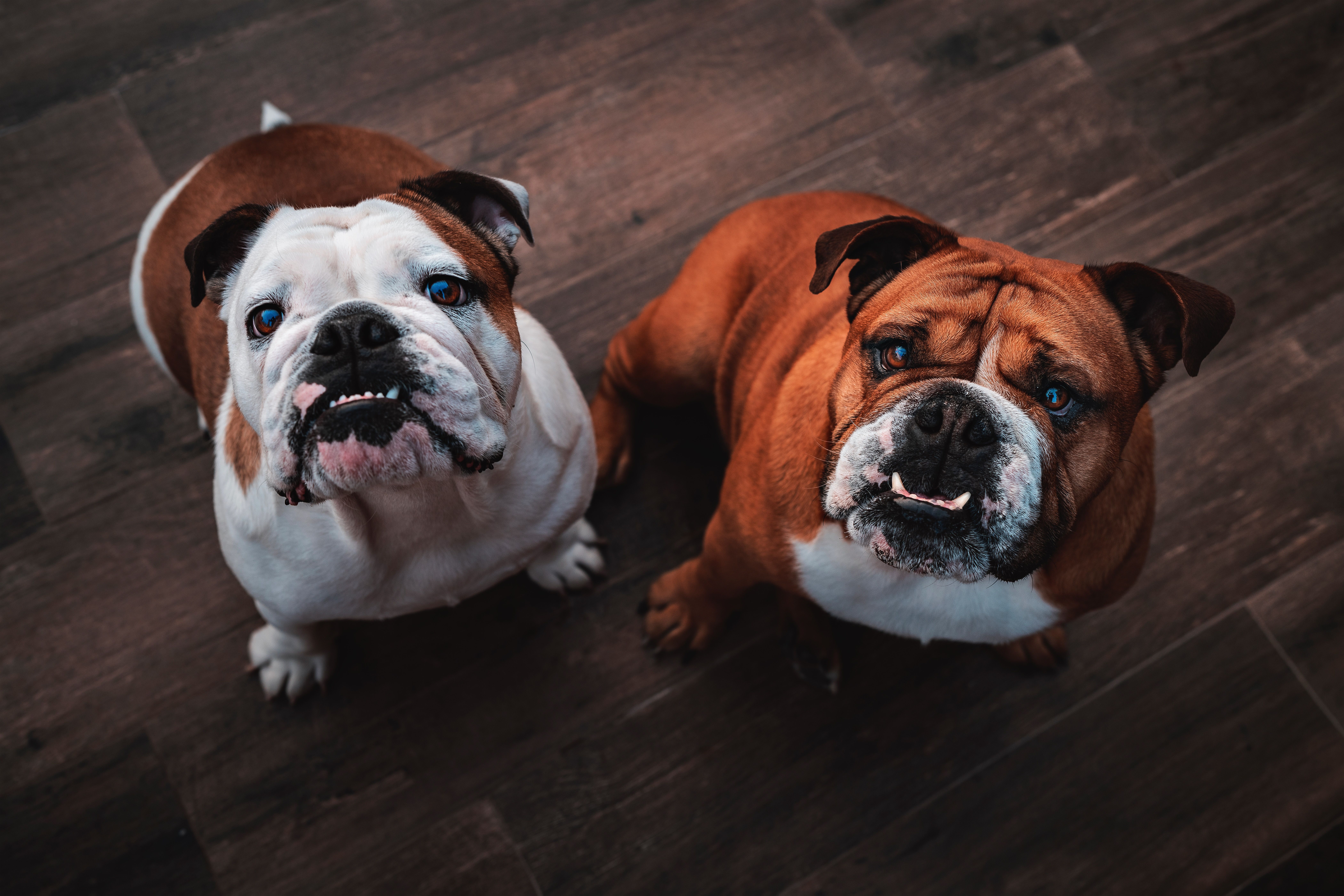 8400x5600 Cute English Bulldogs on Wooden Floor · Free