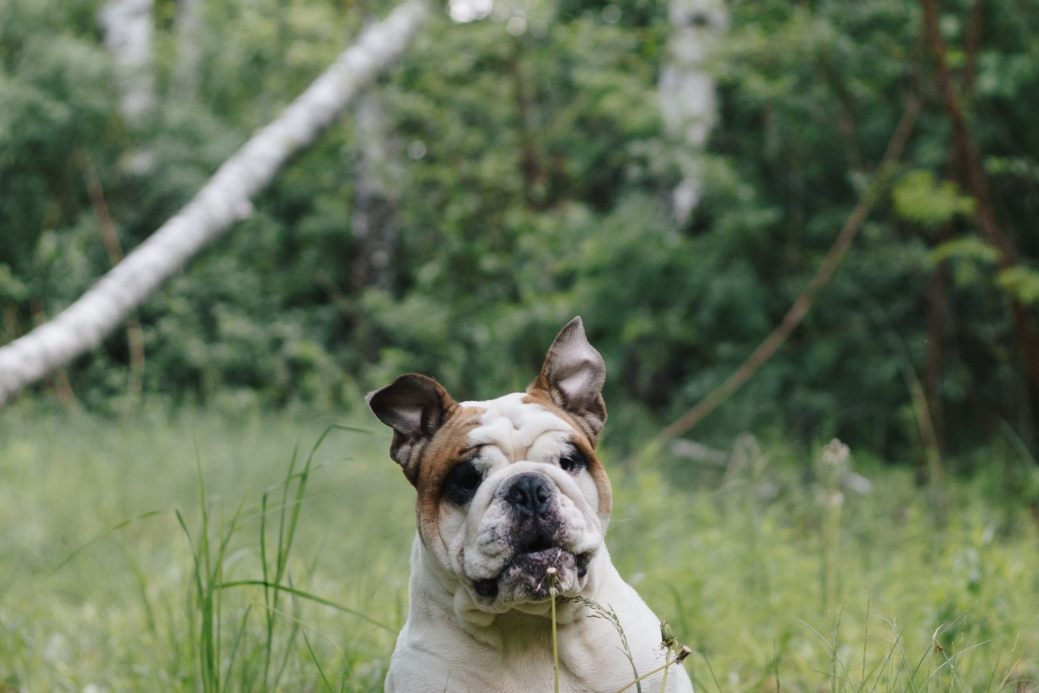 1500x1000 English Bulldog Photo, Download The BEST Free English Bulldog & HD Image