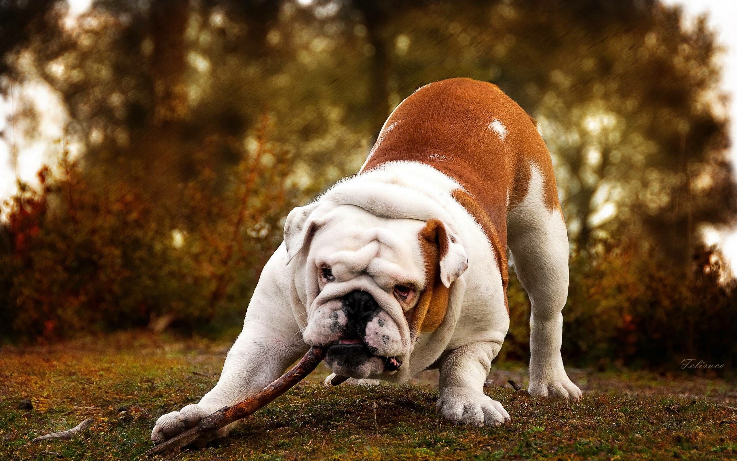 2560x1600 Bulldog Wallpaper