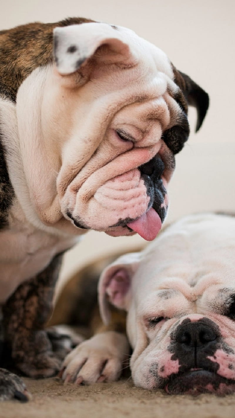 800x1422 English bulldogs, bulldog, dogs, huawei, iphone, oneplus, redmi, samsung, sony, HD phone wallpaper