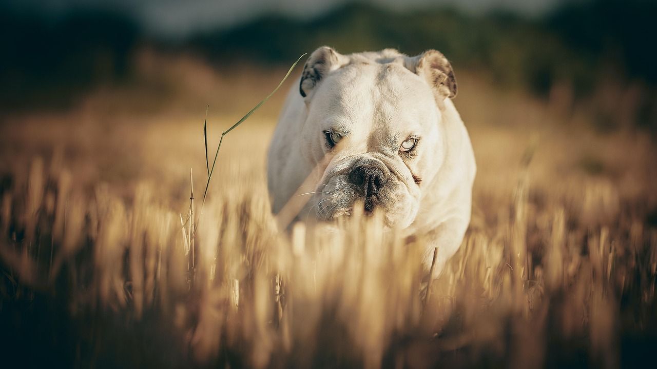 1280x720 Free English Bulldog & Dog Image