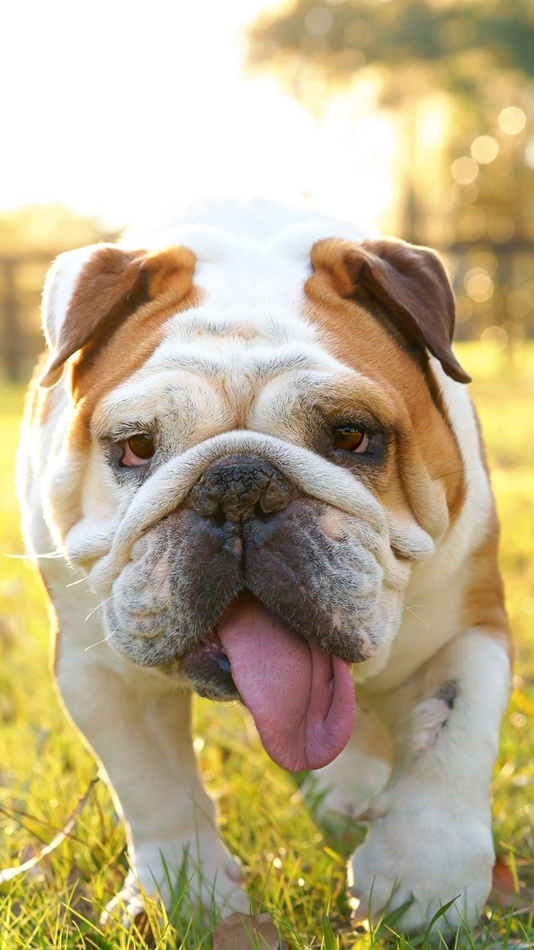 750x1334 British Bulldog, Park, Grass, Sunshine 750x1334 IPhone 8 7 6 6S Wallpaper, Background, Picture, Image
