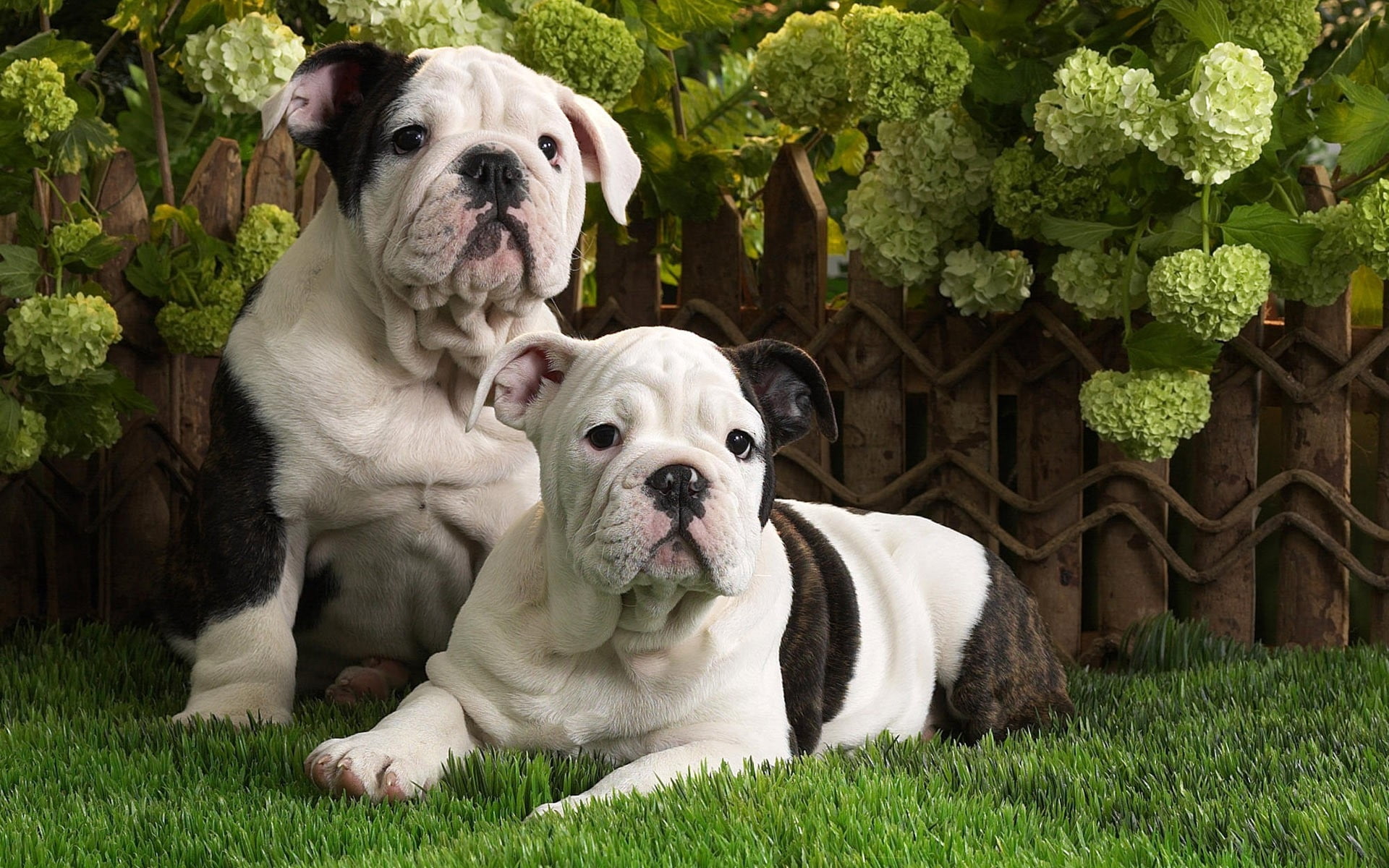 1920x1200 Closeup Photo Of Two White And Brindle English Bulldog Puppies Lying On Green Sod Near Flowers During Daytime HD Wallpaper