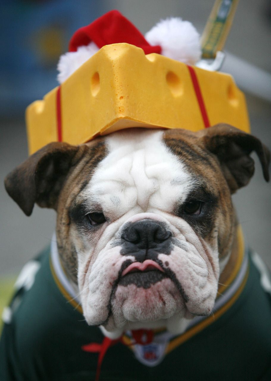 911x1280 Bulldog costume photo and wallpaper. Beautiful Bulldog costume picture