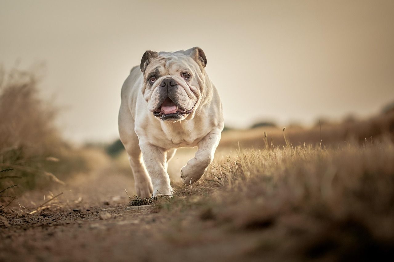 1280x854 Bulldog English Outdoors