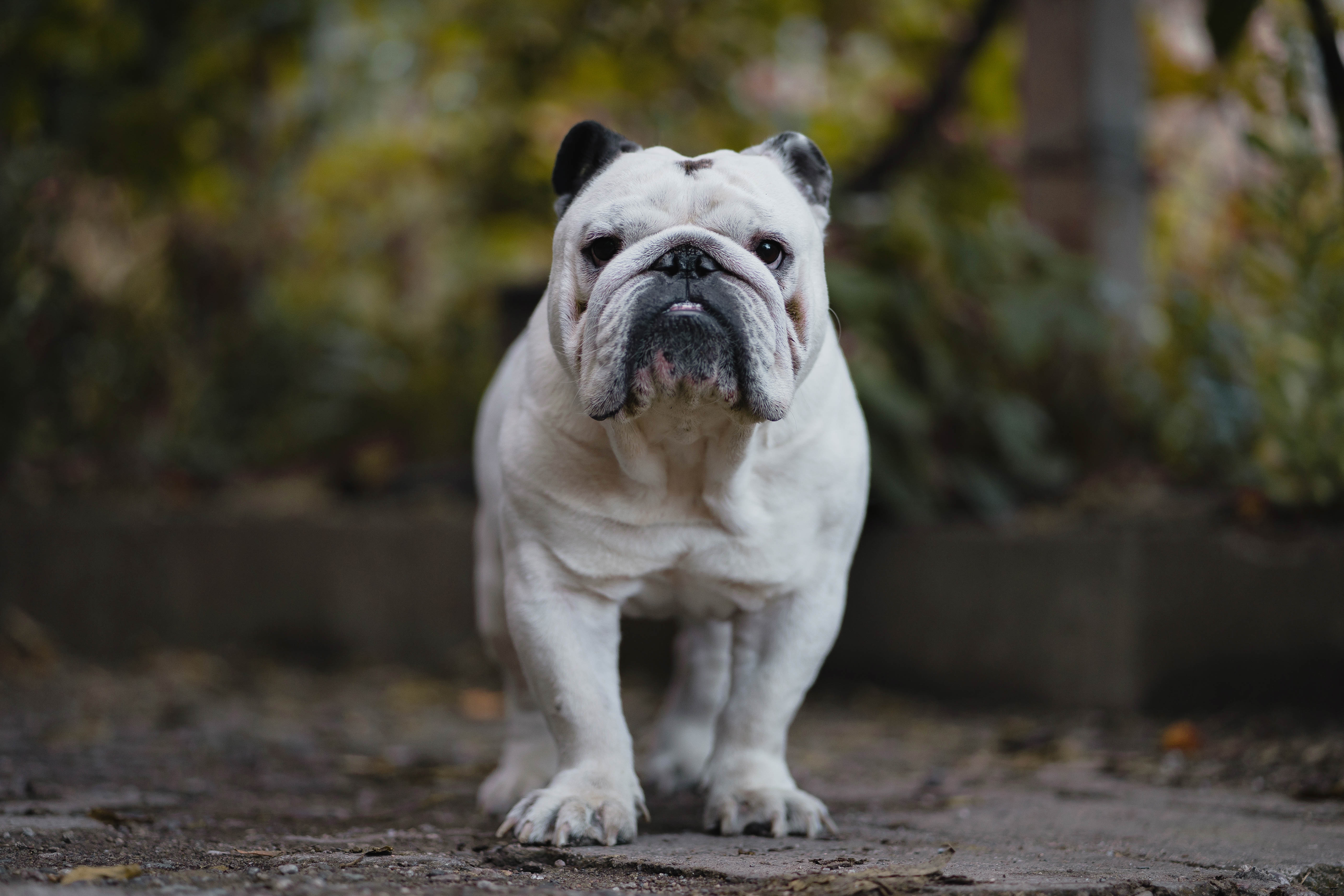 5612x3741 Wallpaper White and Brown English Bulldog Puppy on Brown Dirt, Background Free Image