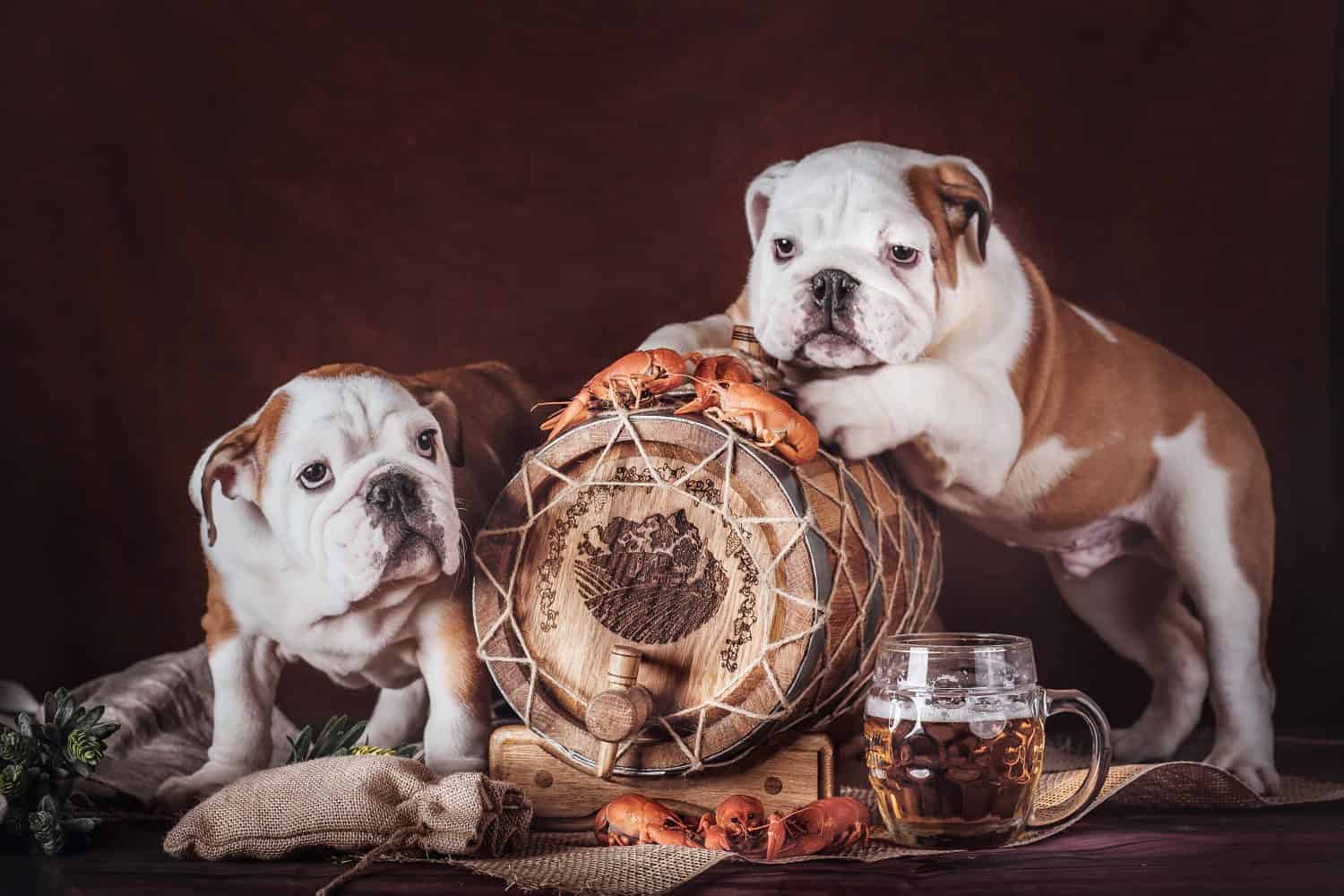 1500x1000 Clever And Amazing Bulldog Names Z Animals