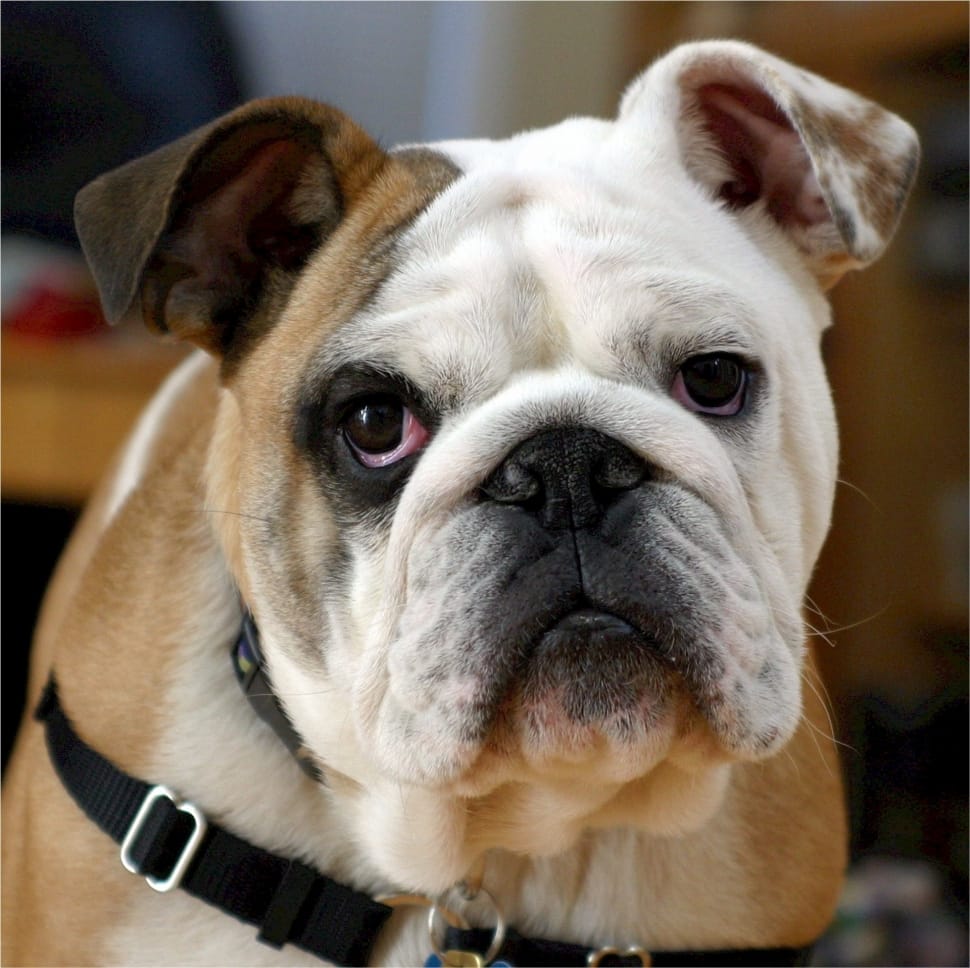 970x968 white and tan english bulldog free image