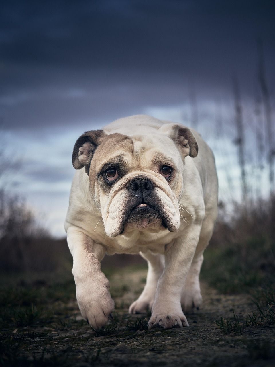 960x1280 English Bulldog & Dog Image