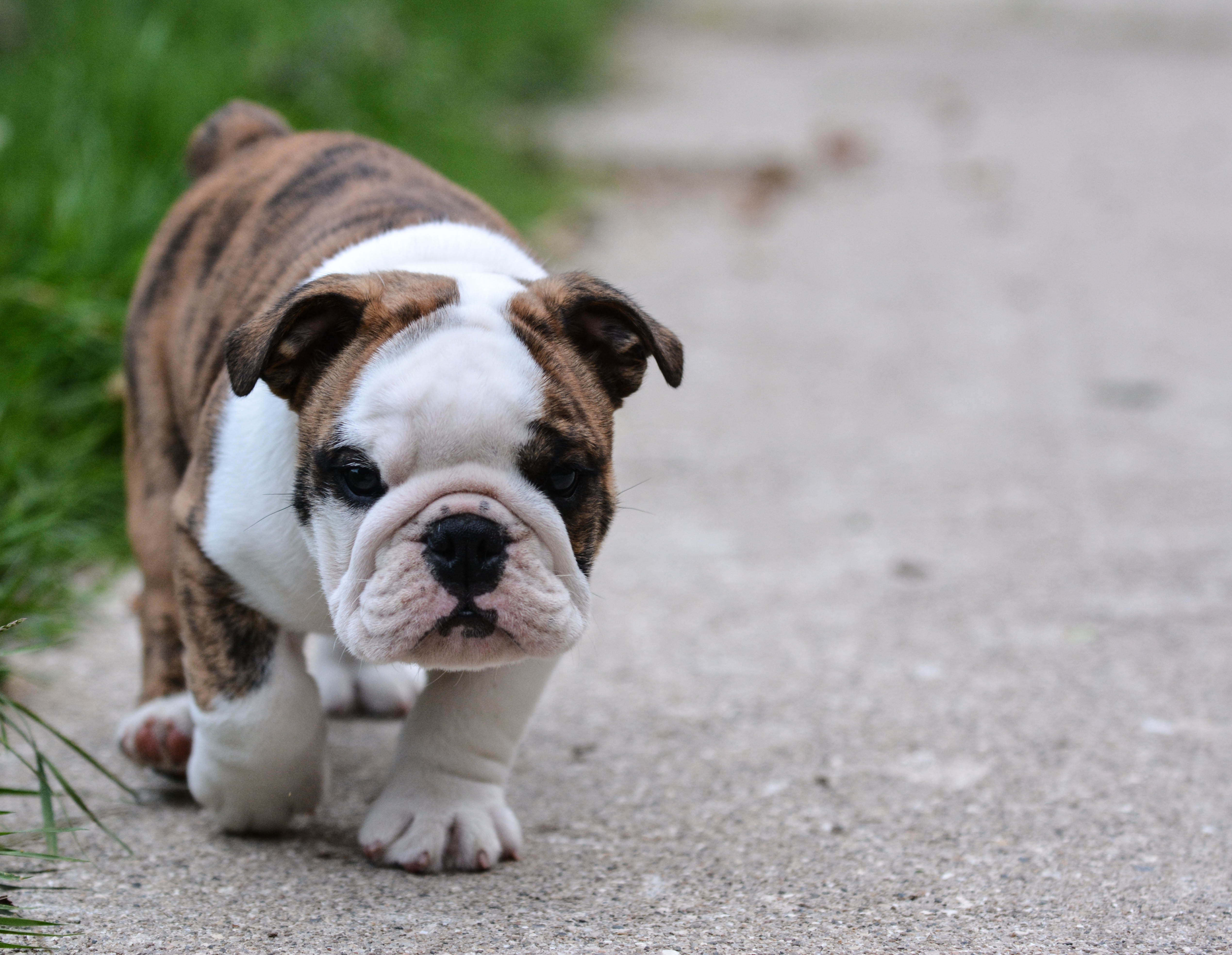 5076x3934 English Bulldog Puppy Outdoors Canine Running Photo Background And Picture For Free Download