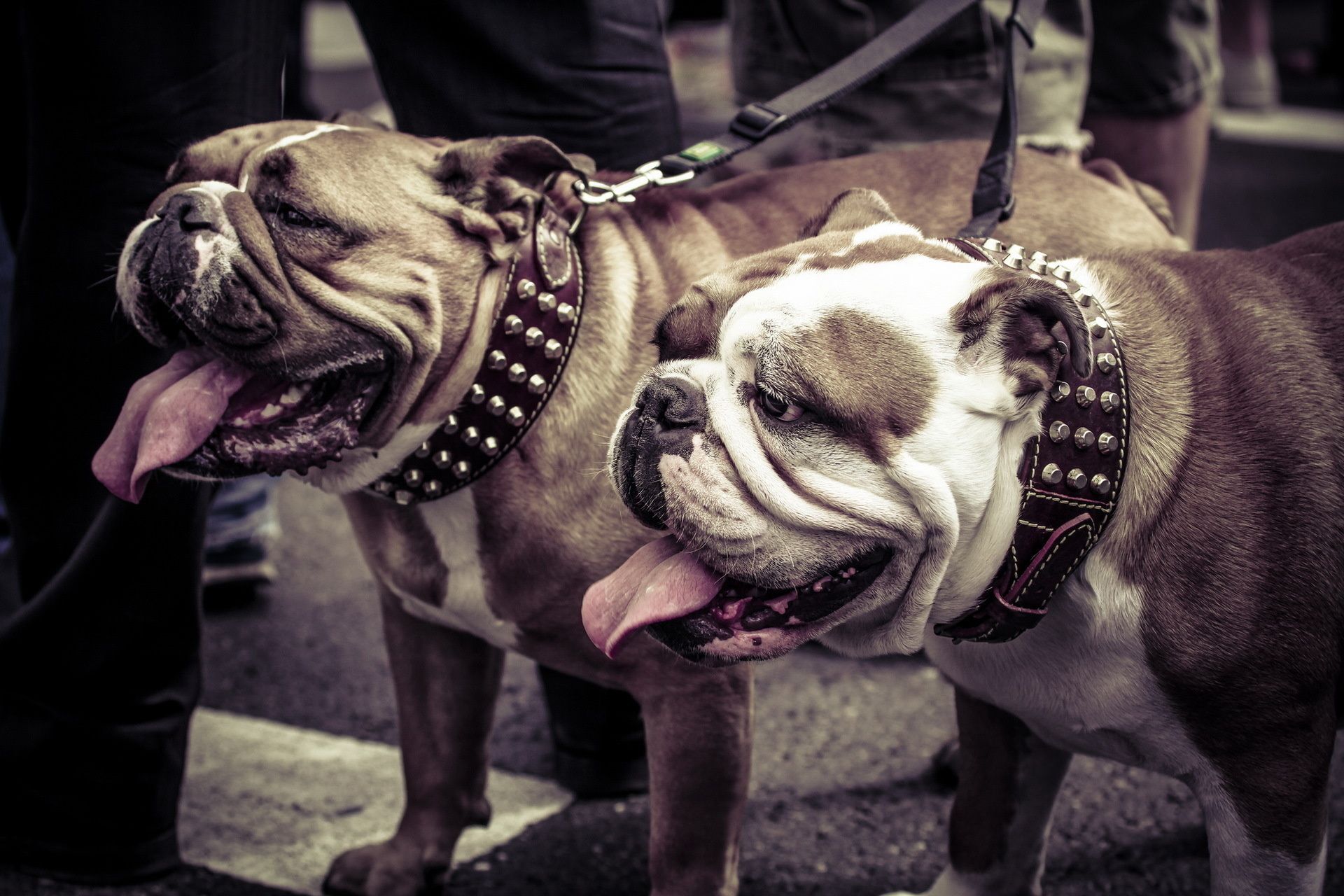 1920x1280 Bulldog Phone Wallpaper: Free 4K & HD Downloads