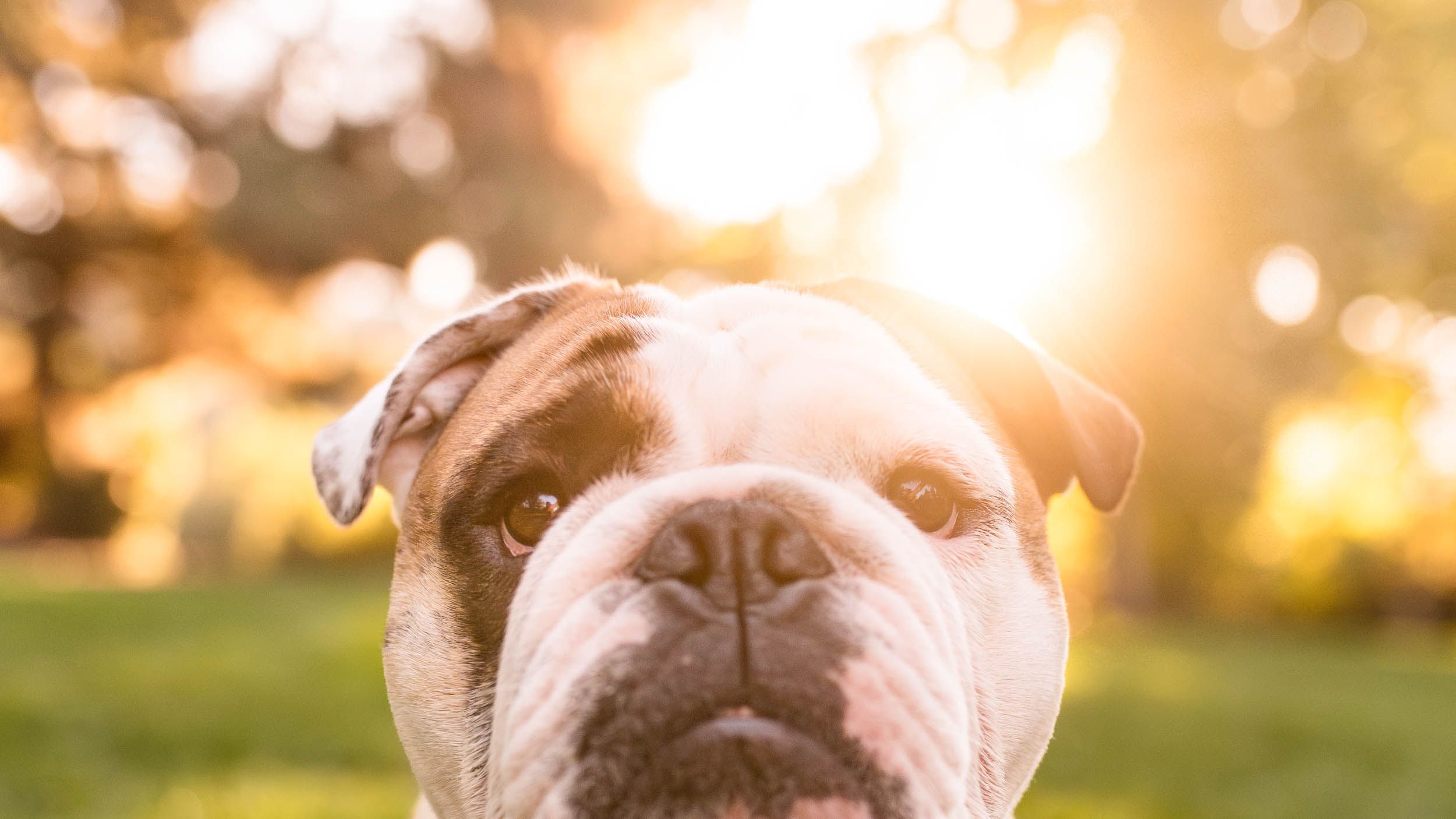 2500x1406 Green Park Family Dog Photo Shoot: Archer. Westway Studio. San Diego, CA