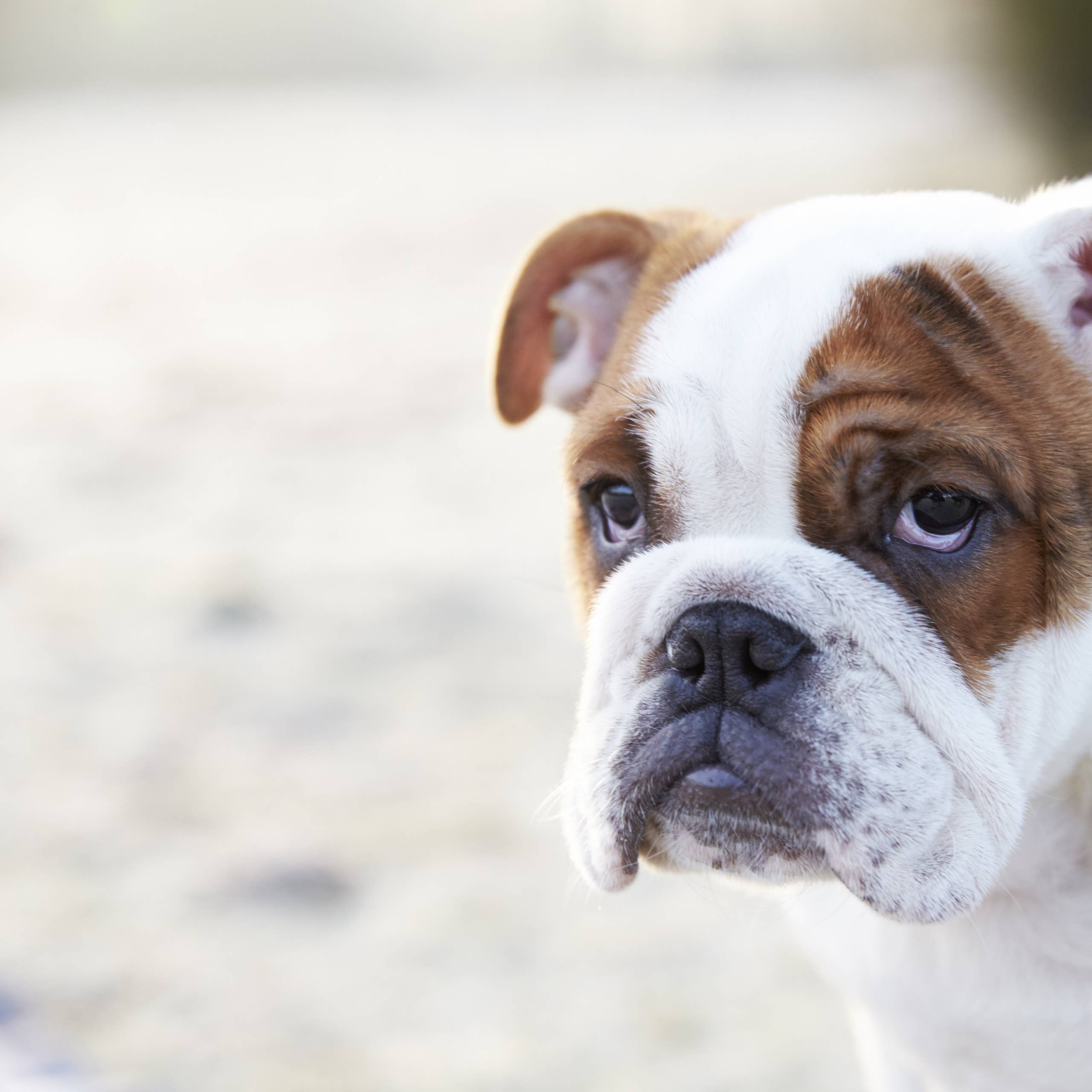 2560x2560 English Bulldog Uses His 'Big Boy Bark' to Alert Mom of Hilarious Potential Danger