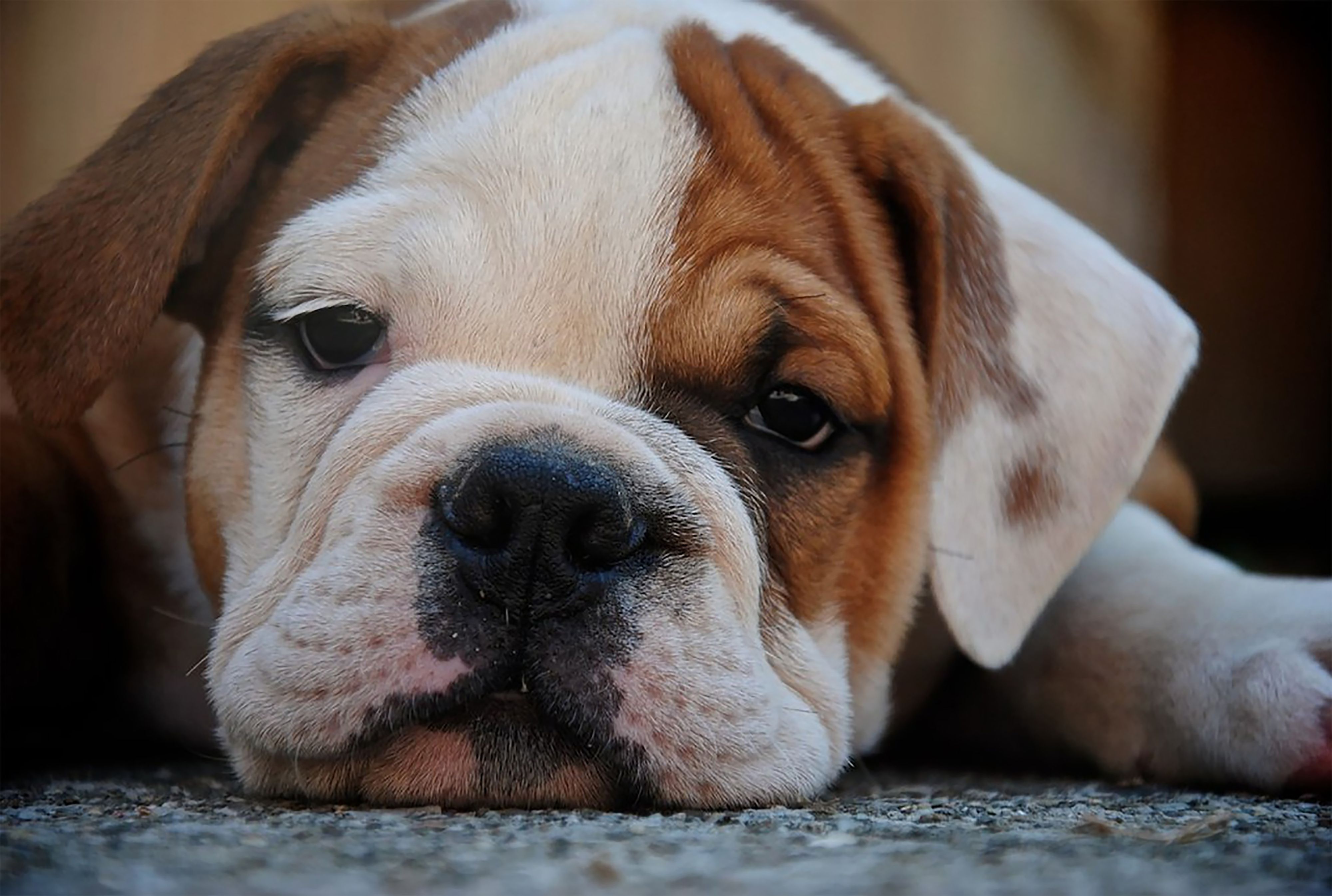 4000x2691 Close Up Photo of a Dog · Free
