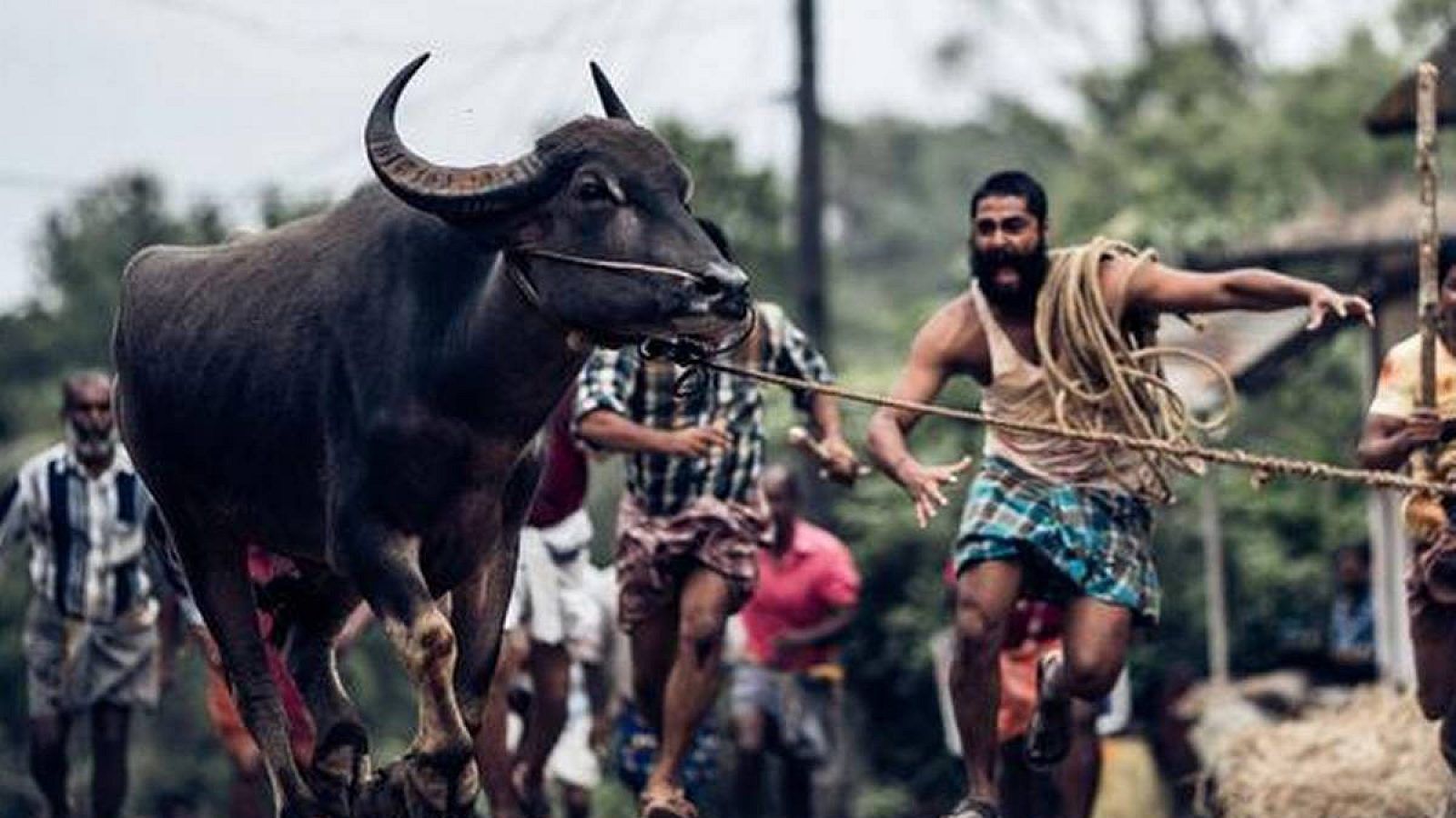 1600x900 What sending Jallikattu to the Oscars means