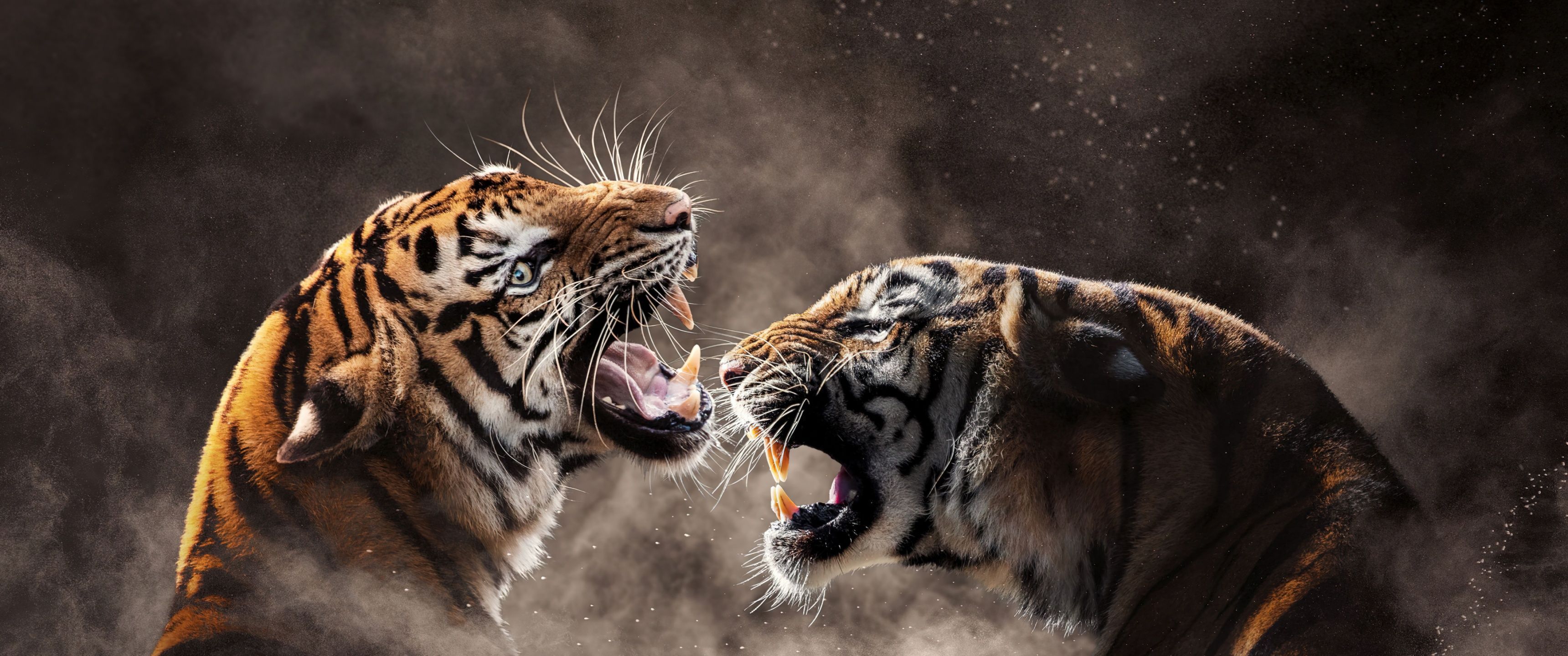 3440x1440 Tigers Wallpaper 4K, Roaring, Bengal Tiger