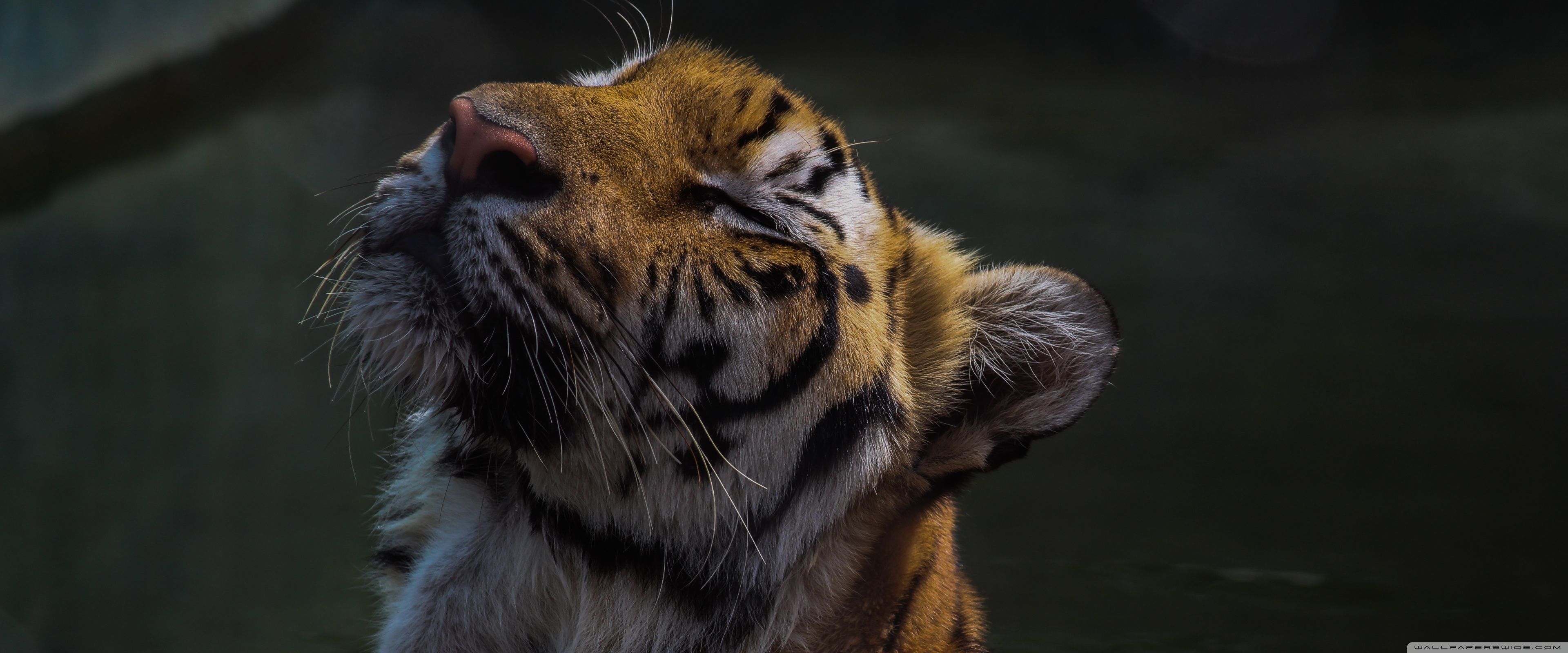 3840x1600 Relaxing Tiger 4K UHD Wallpaper for UltraHD Desktop and TV : Widescreen and UltraWide Display : Smartphone and Tablet Devices