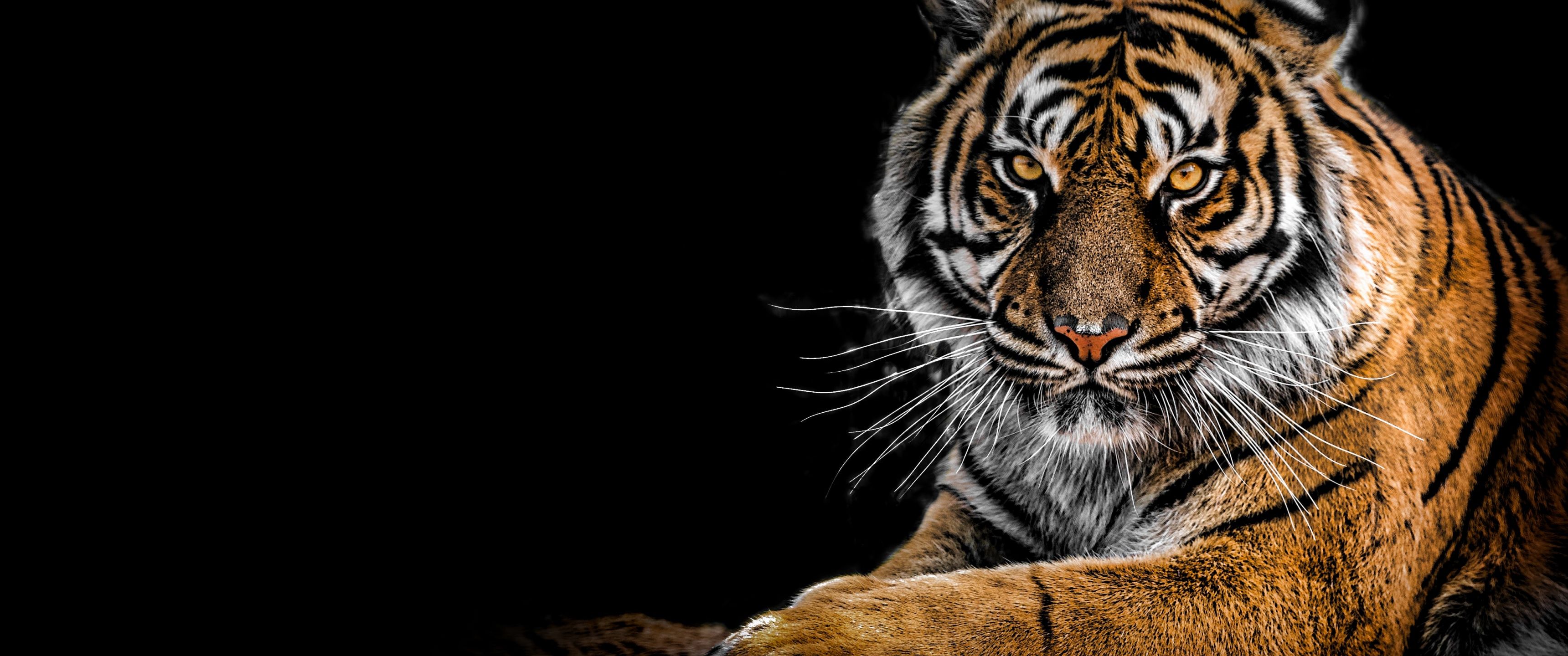 3440x1440 Bengal Tiger Wallpaper 4K, AMOLED, Big cat, Predator