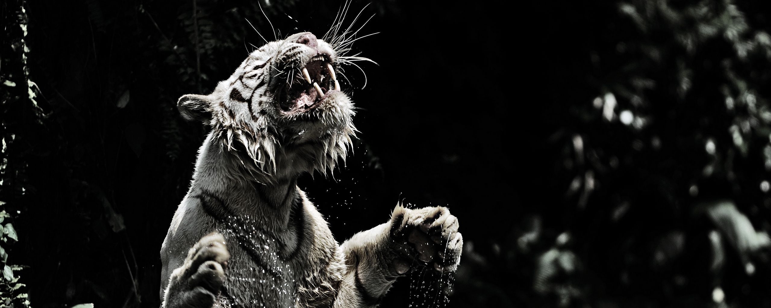 2560x1024 Download wallpaper 2560x1024 white tiger, grin, spray, tiger, predator, big cat ultrawide monitor HD background