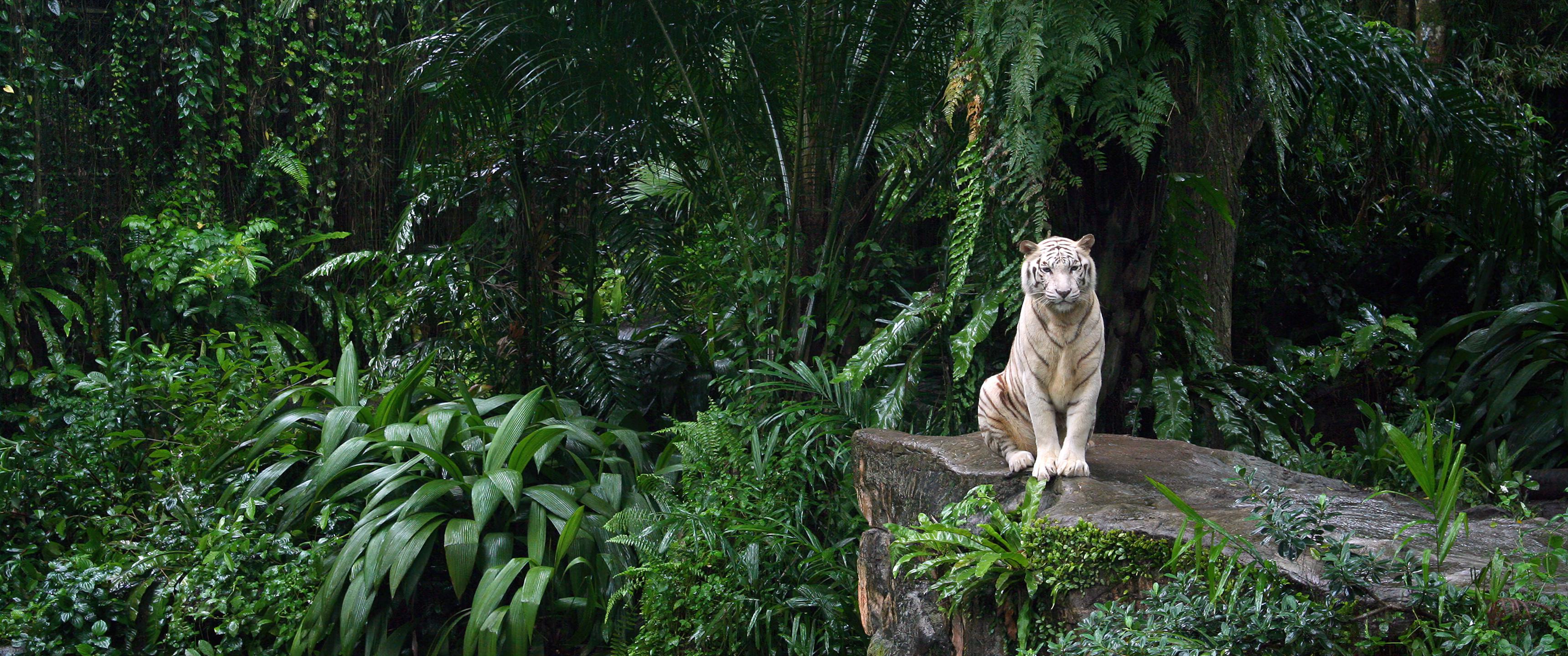 3440x1440 White Tiger [3440x1440]