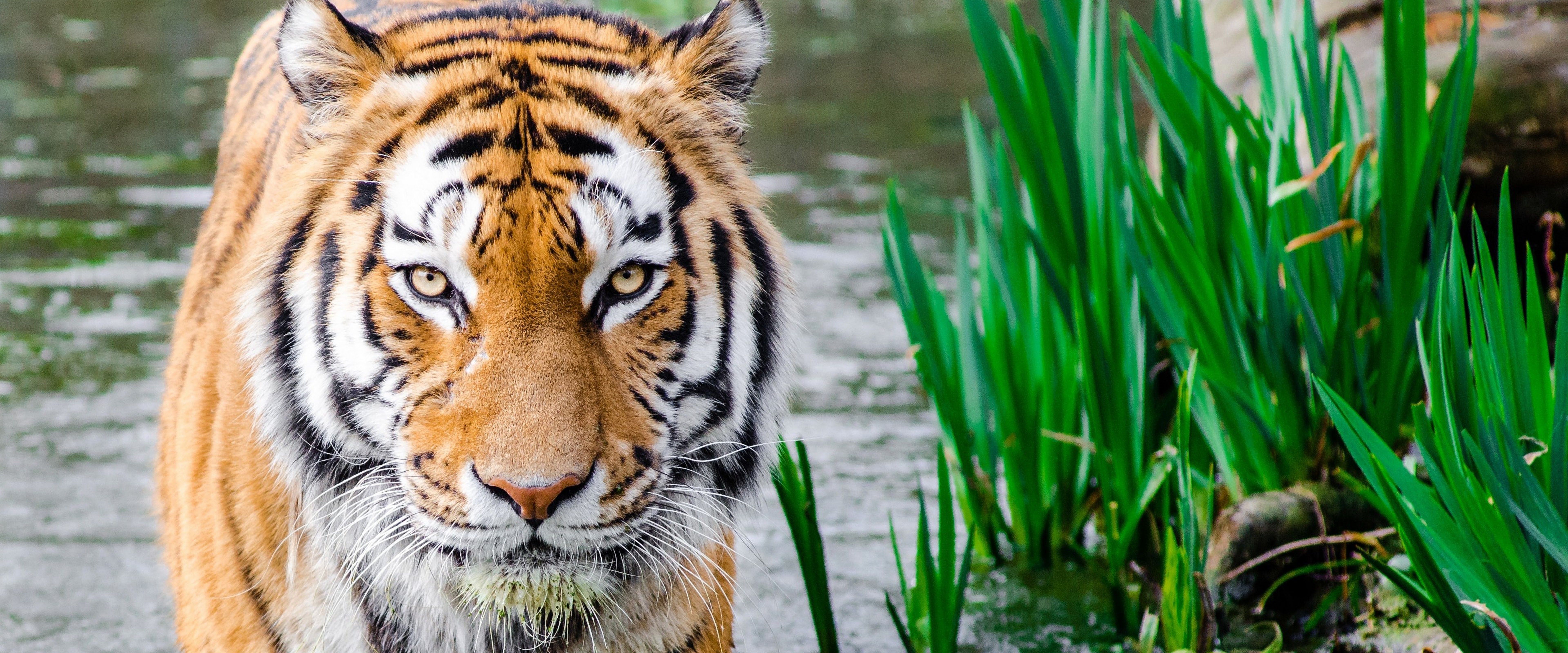 7680x3200 Tiger 4K Wallpaper HD