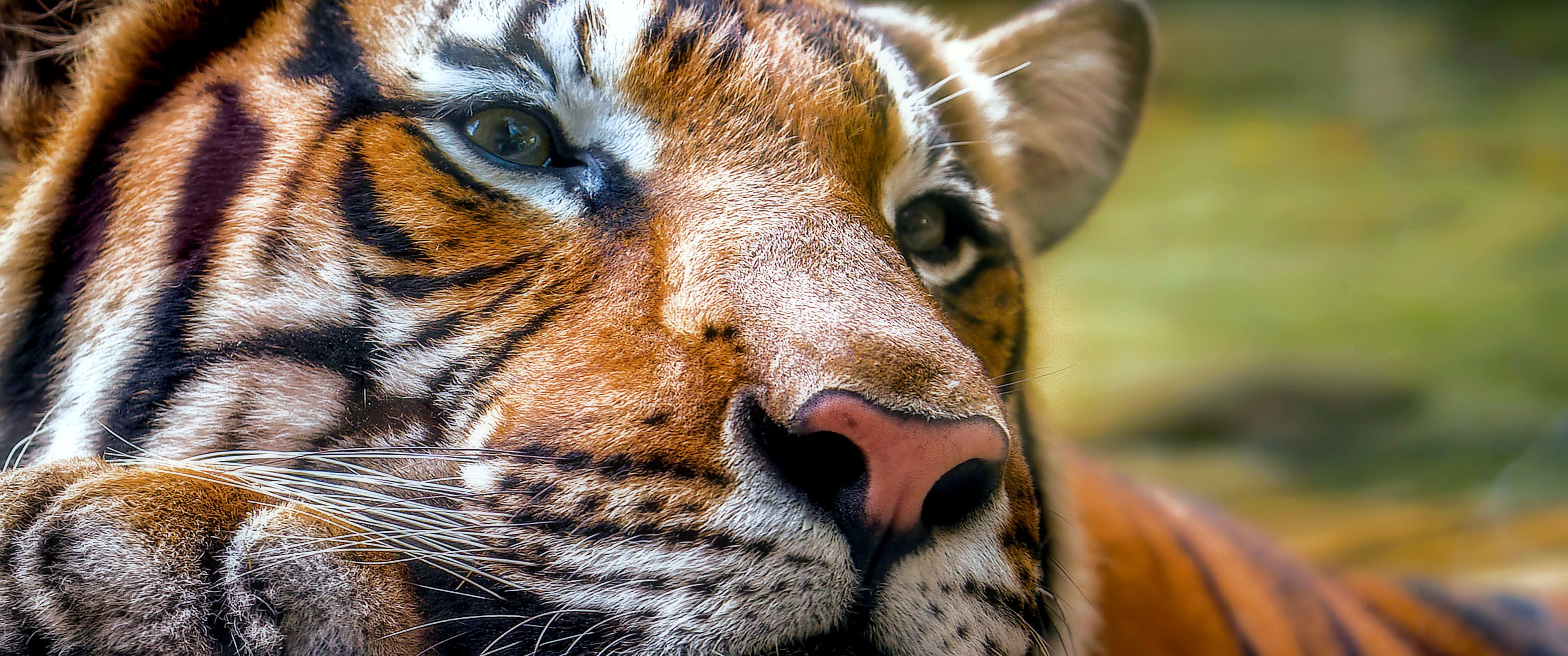 3440x1440 Download Tiger Wallpaper in 3440x1440 Resolution