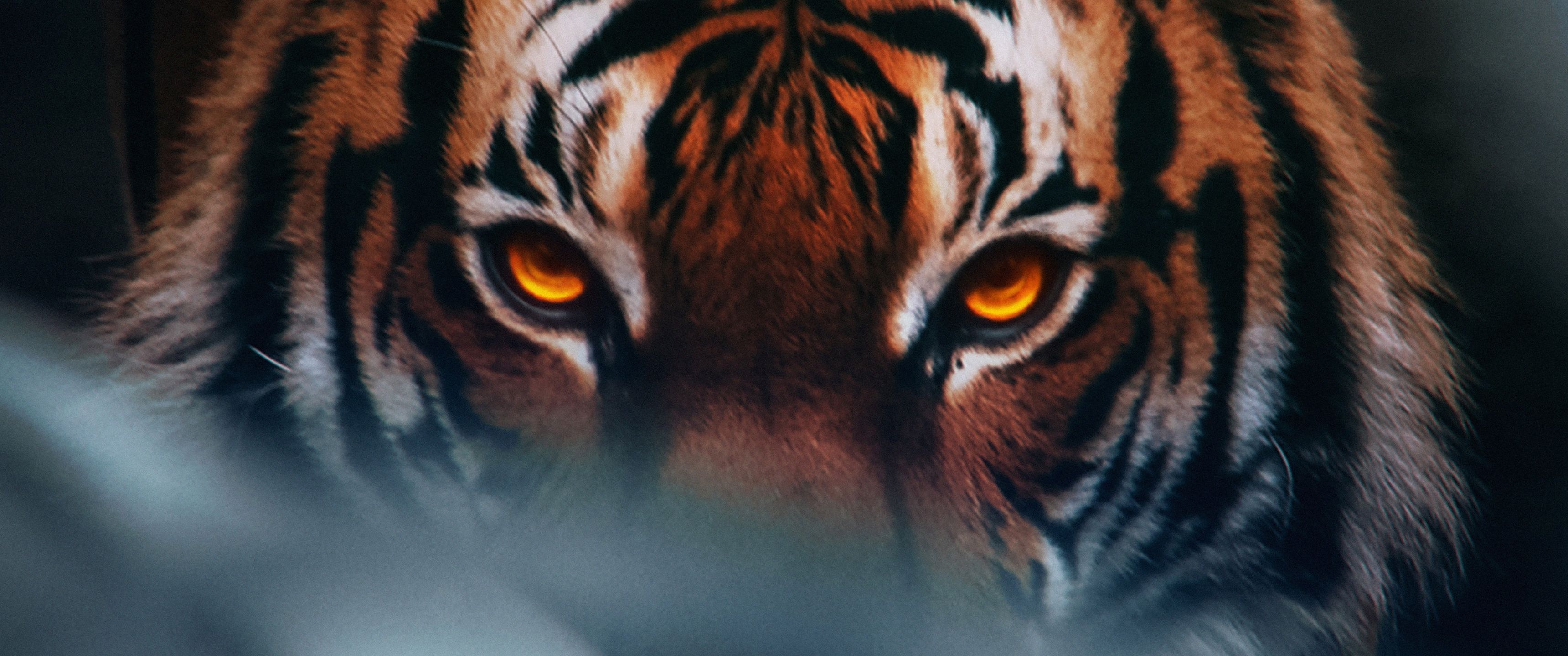 3440x1440 Tiger Face 4k UltraWide Quad HD 1440P , HD 4k Wallpaper, Image, Background, Photos and Picture