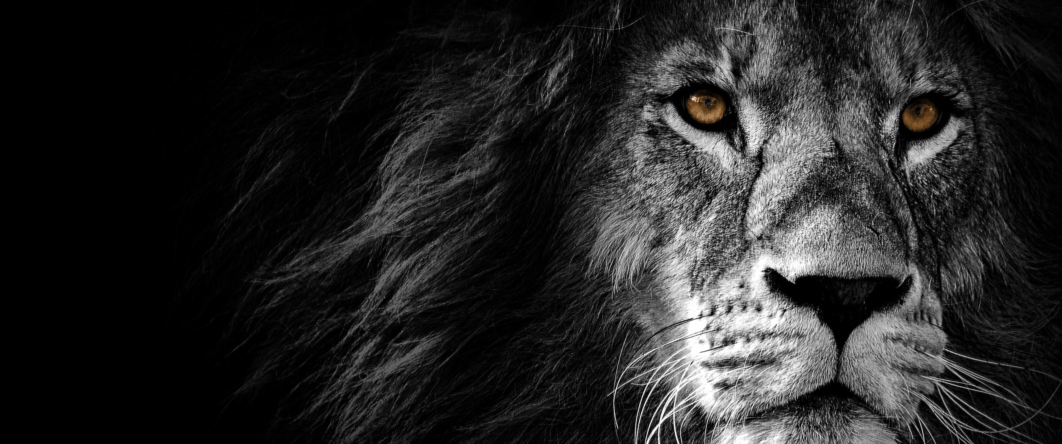 3440x1440 Lion Wallpaper 4K, AMOLED, Wild, African, Predator
