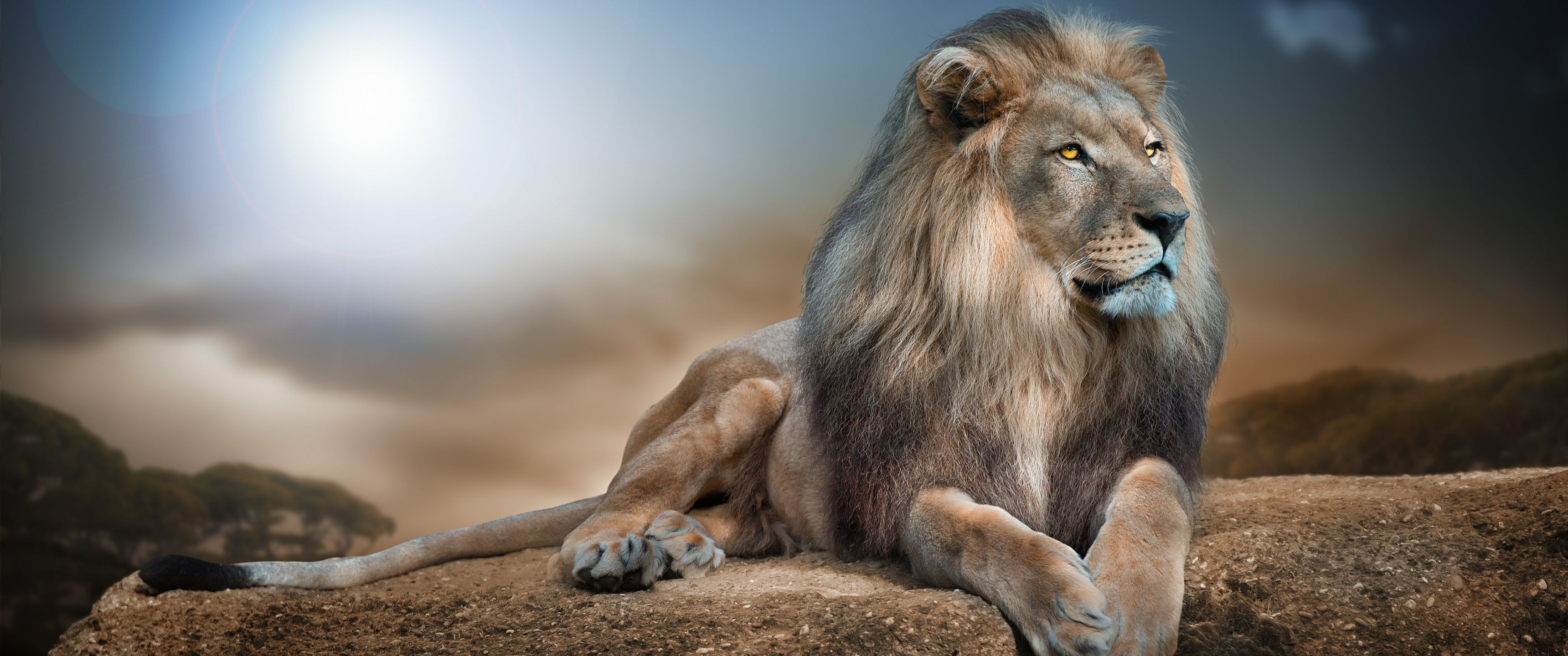 3440x1440 African Lion Wallpaper 4K, Big cat, Carnivore, Predator