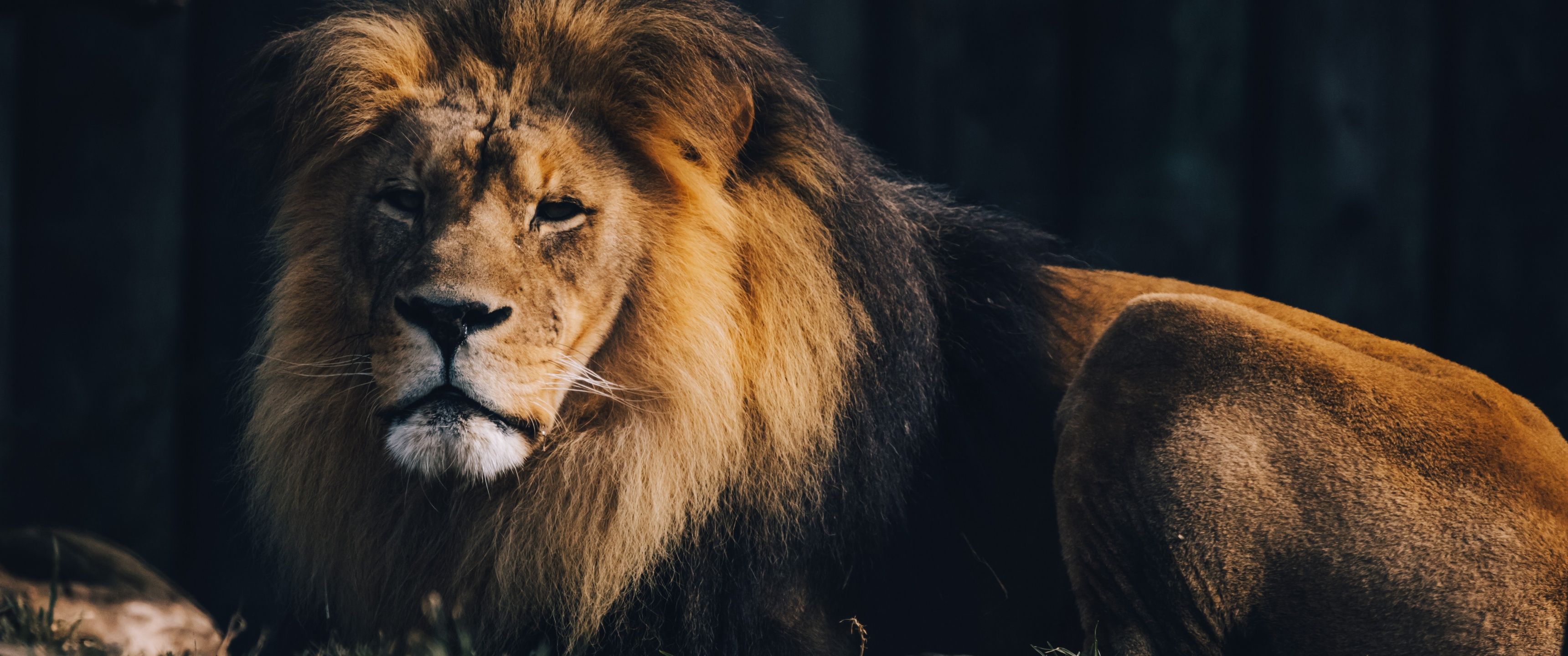 3440x1440 Lion Wallpaper 4K, Wildlife, Carnivore, Predator