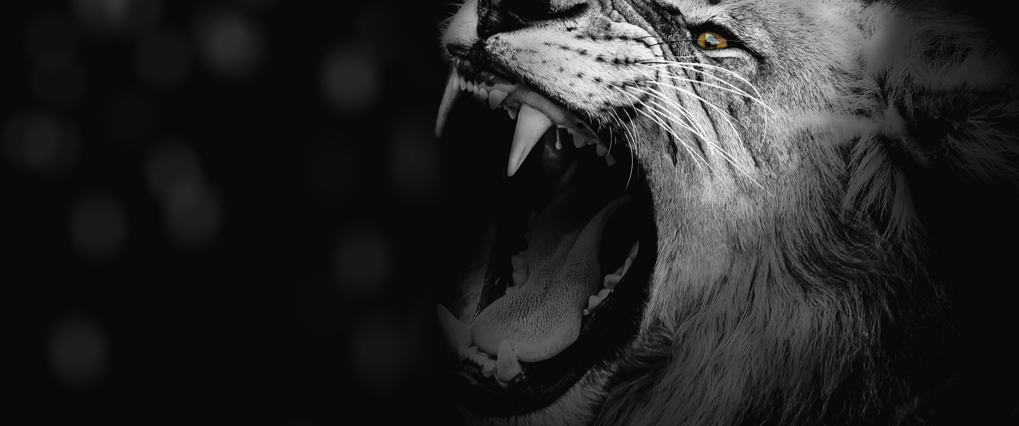 3440x1440 Lion Wallpaper 4K, Monochrome, Roaring, African