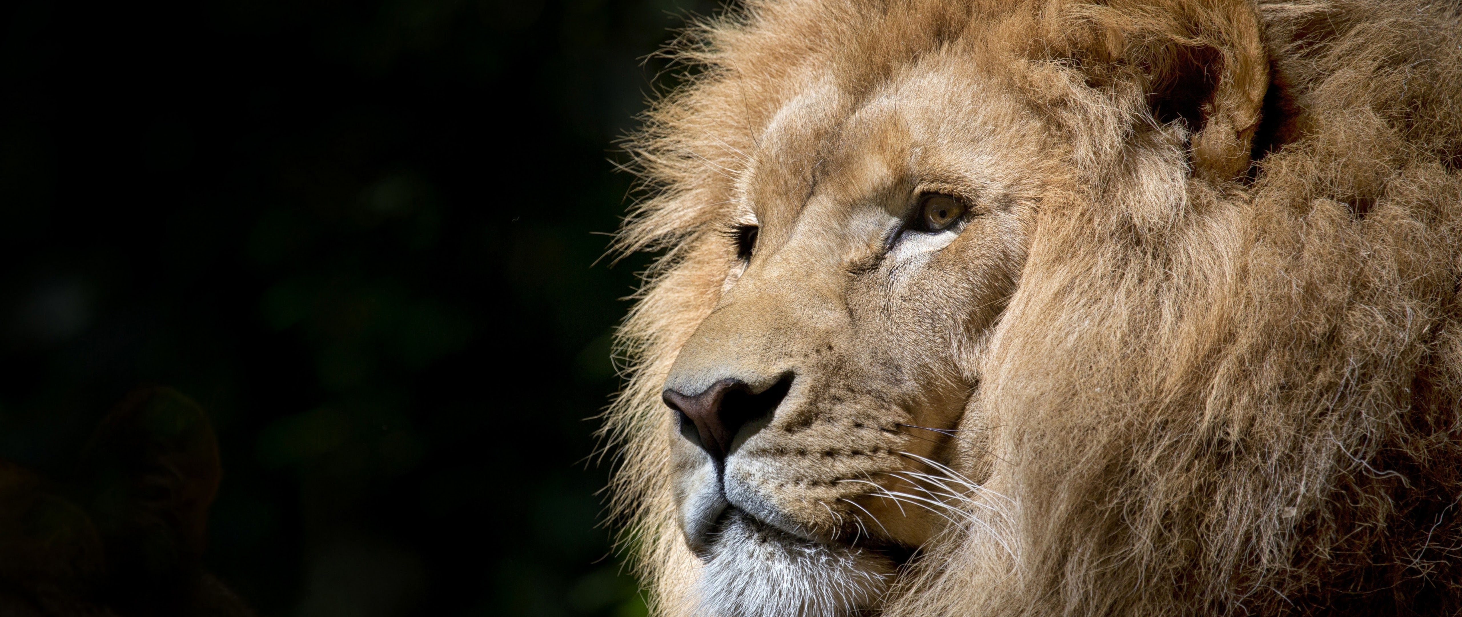 5120x2160 Lion 4K Wallpaper HD