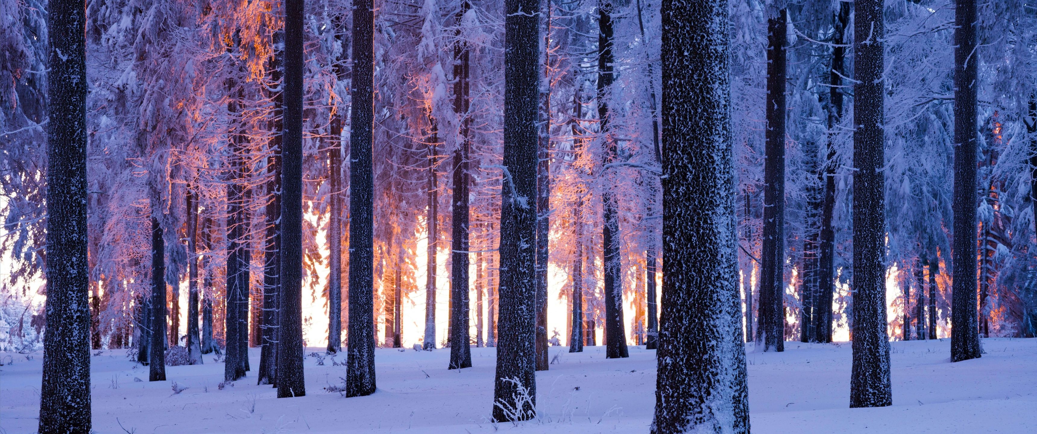 3440x1440 Forest Wallpaper 4K, Winter, Snowy, Norway spruce