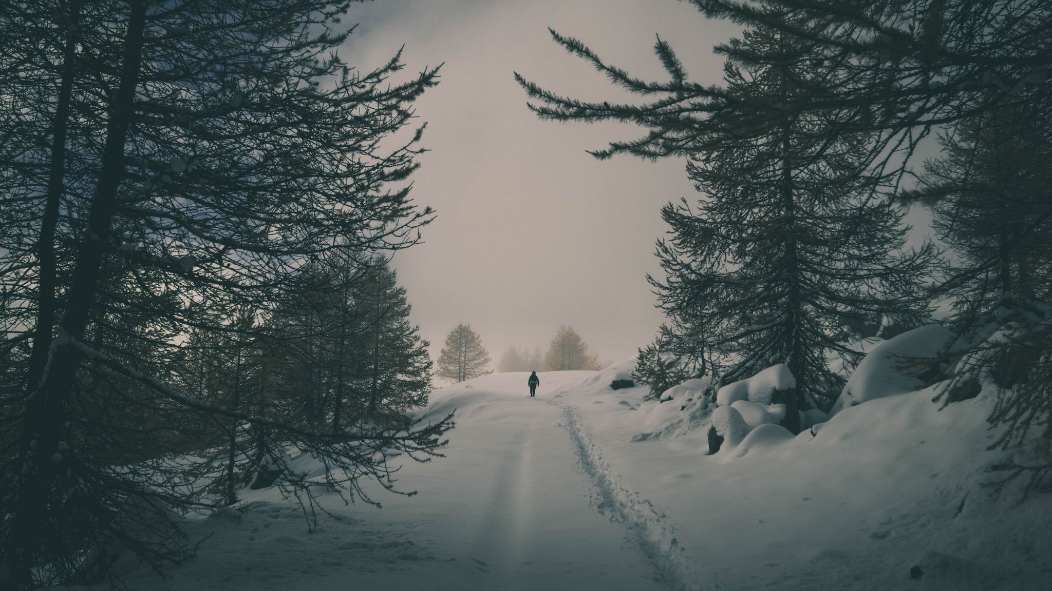 2048x1152 Download wallpaper 2048x1152 winter, snow, silhouette, forest, trees ultrawide monitor HD background