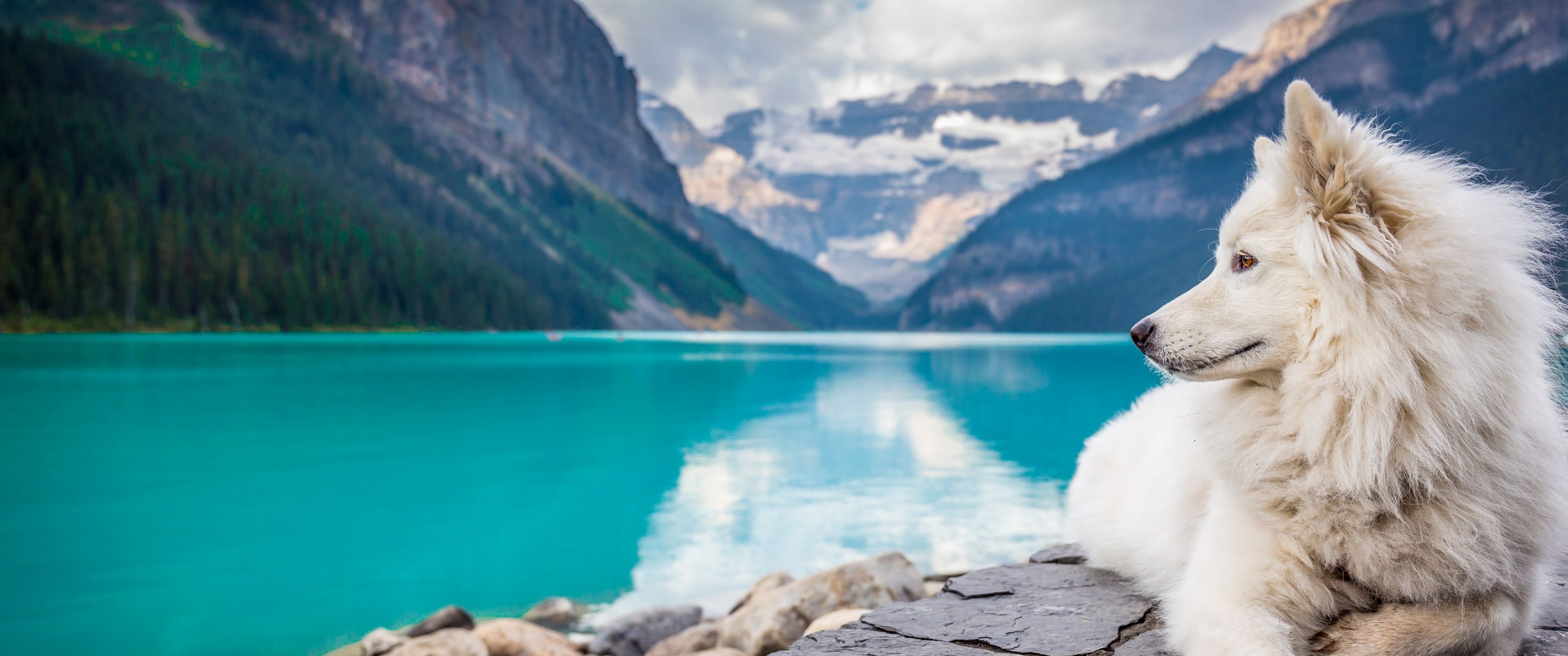 3440x1440 White Dog Wallpaper 4K, Mountains, Lake Louise, Clouds